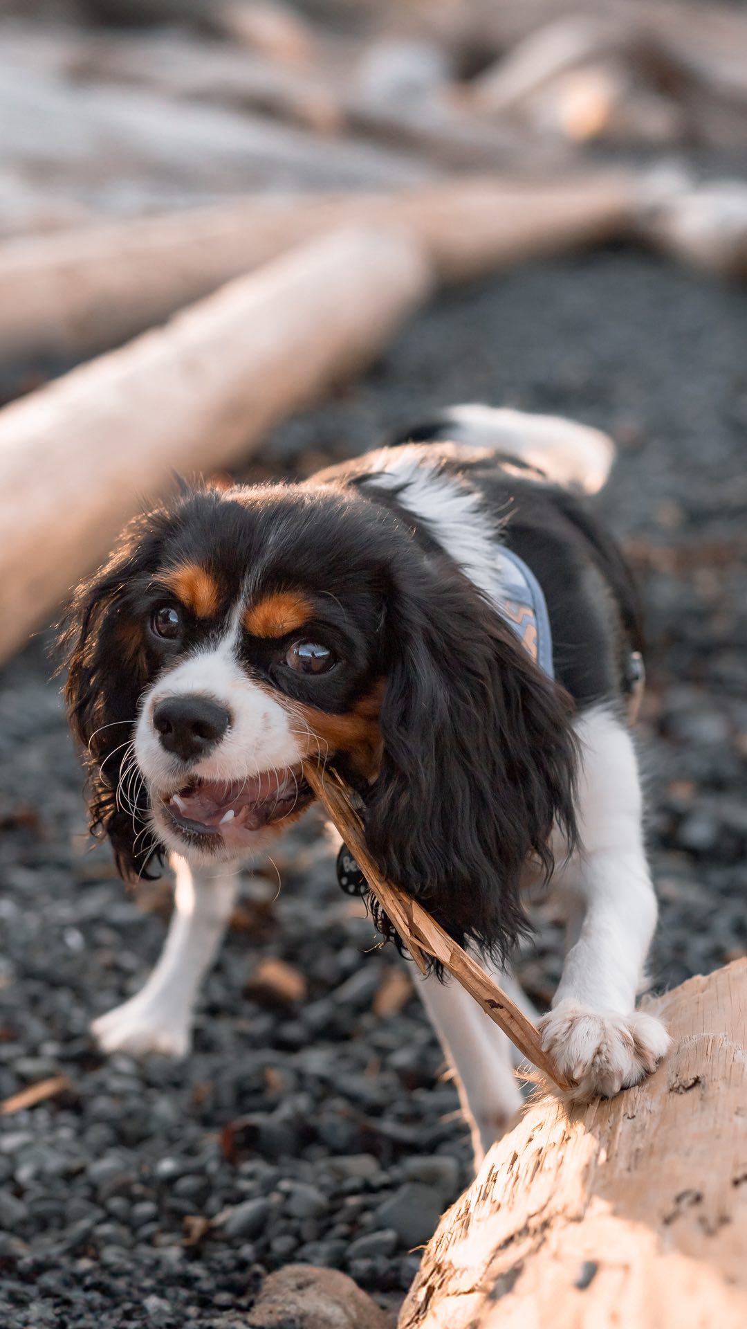 Another dreamy sunset at Neck Point, this time with the sweetest little pup, Bernie 😍
#petphotographer#petphotography#vancouverisland#vanisle#spaniel#dogportrait#dog#dogmom#cavalier#puppy#puppyphoto#petsession#westcoast#goldenhour