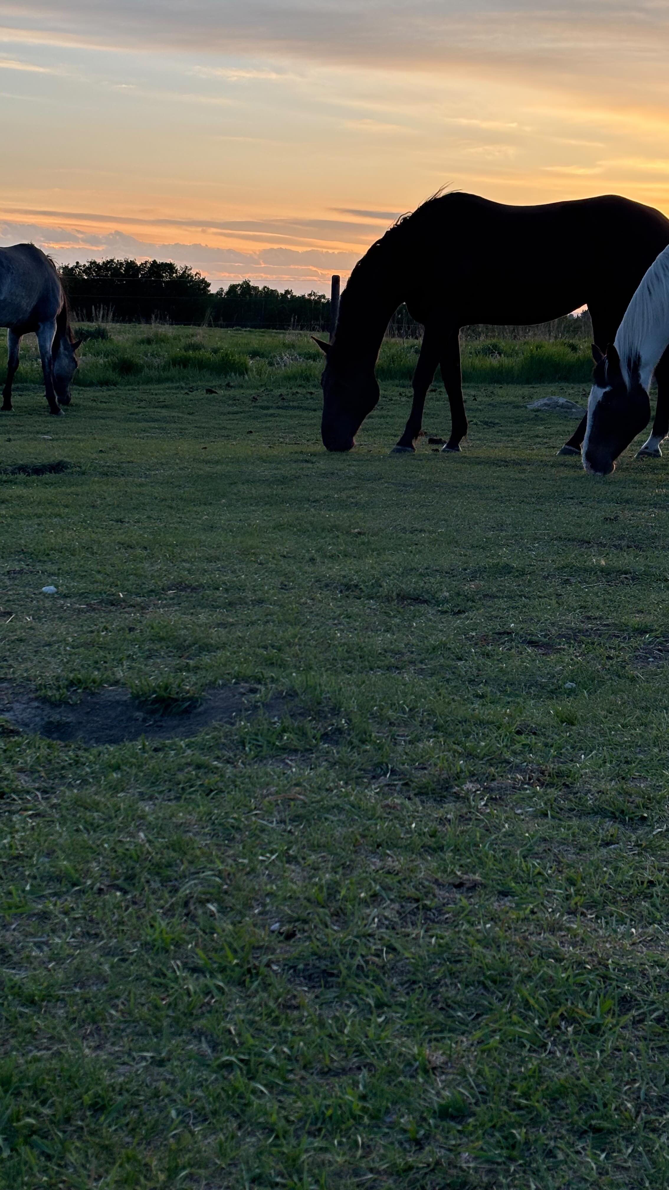 I mean I do get to pet them too ๐โโ๏ธ๐โโ๏ธ but I also do bodywork, run clinics, Iโve presented at some of the biggest horse events in Canada , write for a few horse publications, am a reporter for equine events and have a horse podcastโฆ #equine #horse #work #equineprofessional