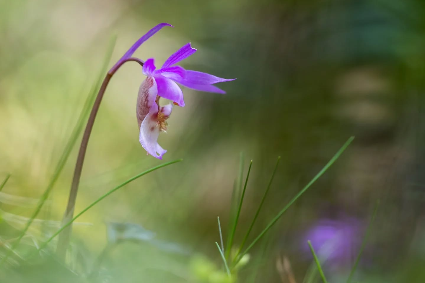 The orchid in the forest - norna. At last I got the chance to see it.
#innature
#innaturephotos
#forestbeauty
#orchid
#norna
#flower
#lappland
#springflowers
#oldgrowthforest
#kuouka