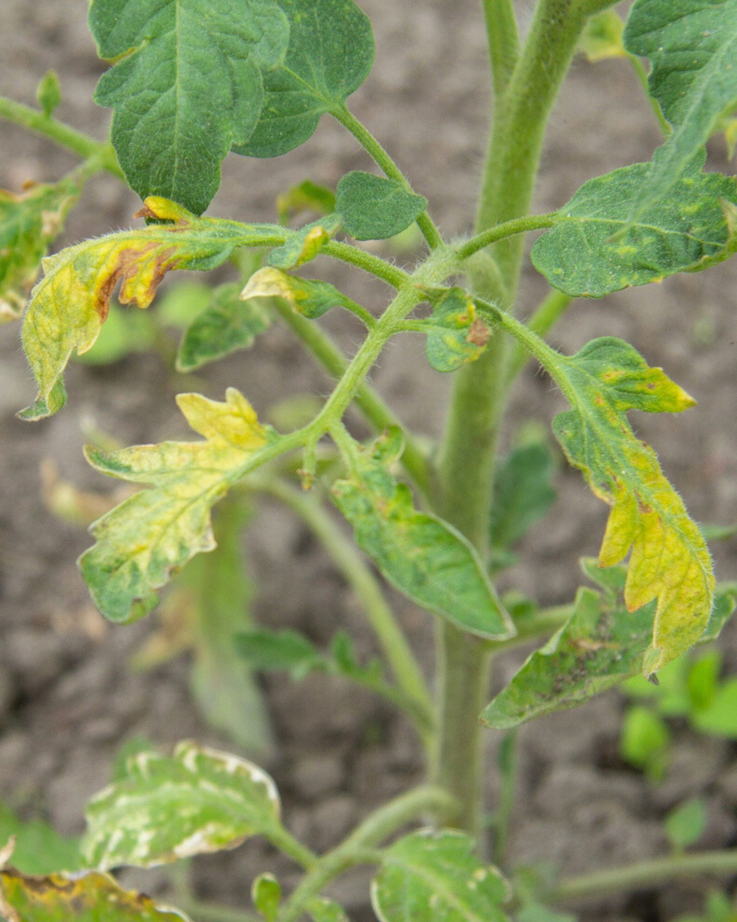 Difesa attiva, azione mirata: le piante sane e rinforzate
Ascoma aumenta la produzione di sostanze di difesa, come acido salicilico e acido jasmonico, nei confronti di malattie fungine in tutte le colture orticole.
Fortifica la struttura delle pareti cellulari, aumentando la resistenza meccanica dei tessuti vegetali e migliorando la tolleranza della pianta agli stress biotici e abiotici.
La tua growing solution, a residuo zero, per malattie fungine
#intactsolutions #growingsolutions #zeroresidue