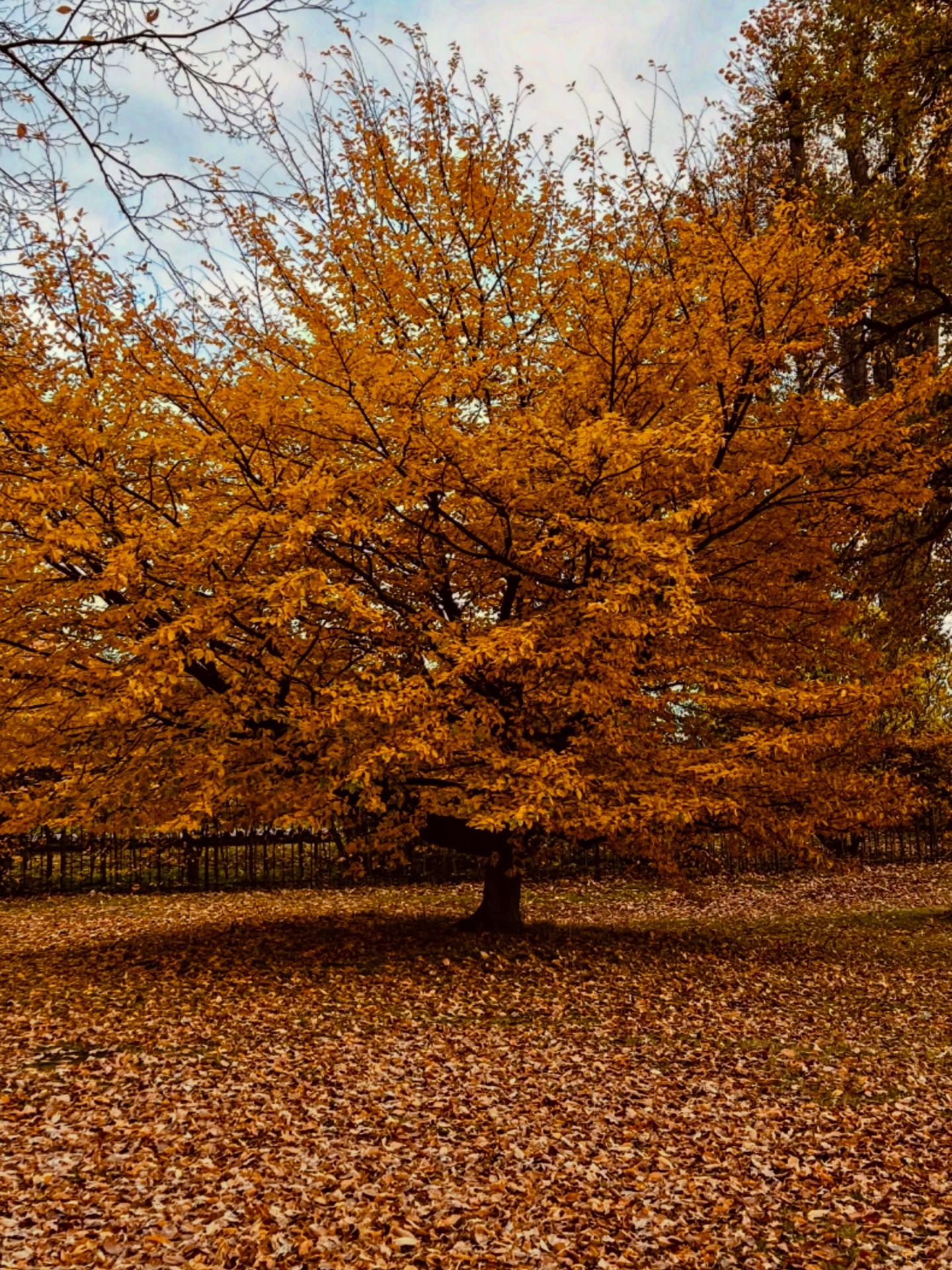 ©️ Galerie Fantôme
🦉
