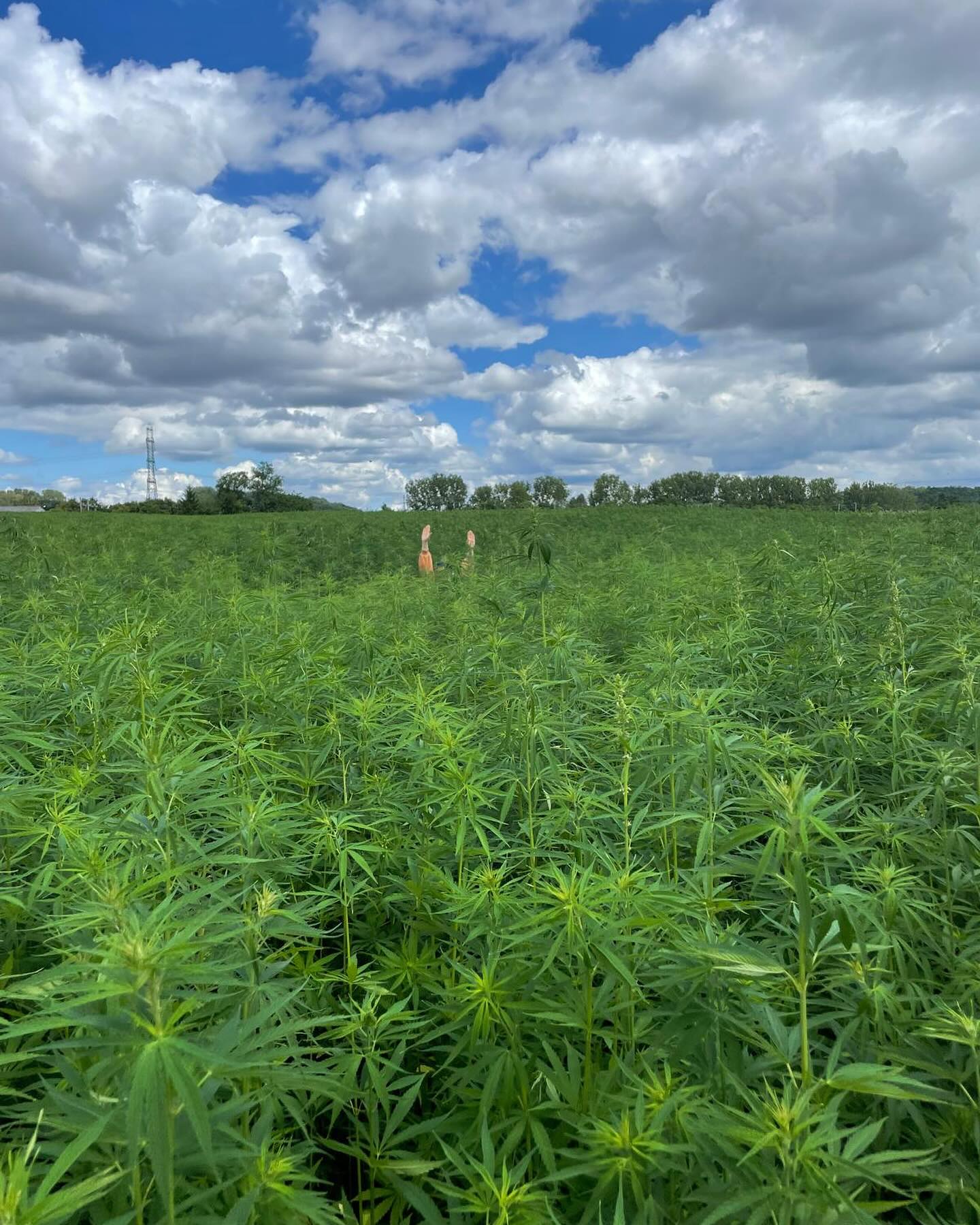 Aidez nous à retrouver Emilie !!!!
Notre chanvre pousse facilement après des semis plus précoces que l’an dernier. Nous espérons que la météo sera clémente en septembre pour la récolte.
#chanvre #renovation #cclvd #plainedestrees #oise #hautsdefrance #materiauxnaturels #chauxchanvre #betondechanvre