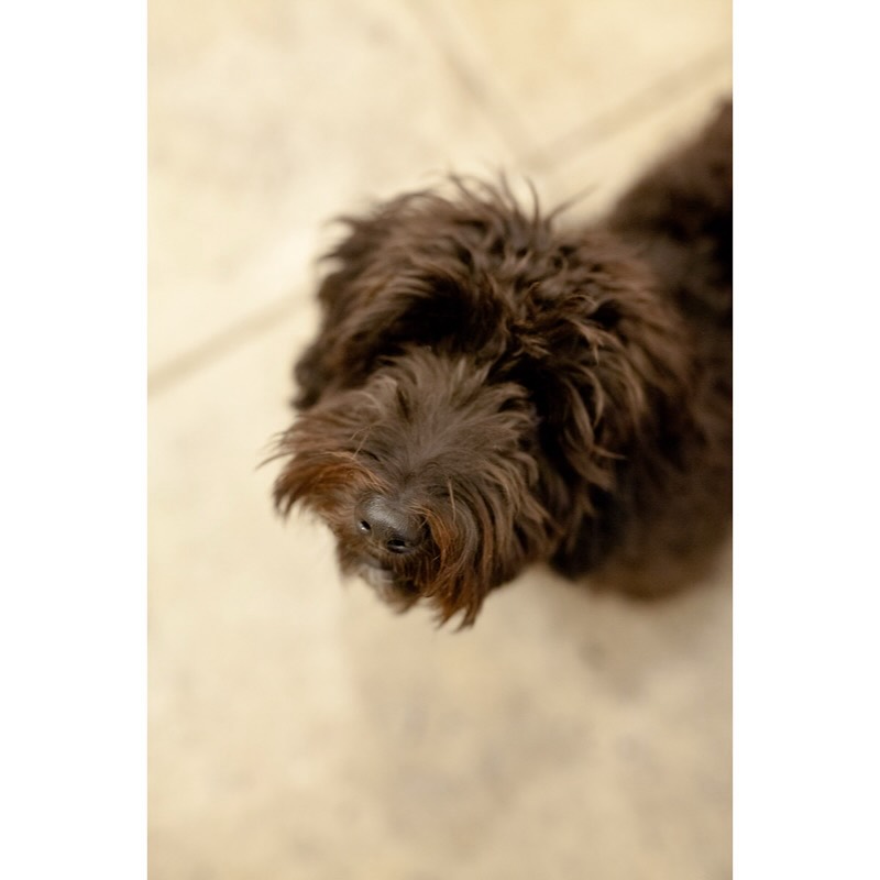 Build your social capital 💬🐾💛 — one real connection at a time
Connection doesn’t always come through meetings or messages. Sometimes… it’s the dog next door popping round every day to see mine 🐶🐾💕
Every day, our neighbour’s dog trots over like clockwork — tail wagging, ready for a sniff, a play, or just to be part of the gang. No agenda. Just joy and connection. It reminds me how simple (and powerful) building relationships can be.
Here are 5 top tips to grow your social capital with the same ease and authenticity ⬇️
🤝 Be curious – Ask real questions and really listen
🌱 Show up – Regular check-ins build trust
🎁 Give first – Time, help, or just a smile
👥 Nurture your network – It only takes a minute
🌍 Diversify your circles – New perspectives = new growth
💡 Connection is a human need, not a luxury. It’s what supports us when life gets tough — and helps us thrive when it’s good.
Who can you reach out to today — just because? 🧡
#SocialCapital #PositivePsychology #CoachingTips #ConnectionMatters #AuthenticConnections #DogsofInstagram #NetworkingWithHeart #WellbeingAtWork #LifeCoach #EmotionalIntelligence #GRYTCoaching #StrongerTogether #SmallStepsBigImpact #CoachingJourney #LeadershipDevelopment #PeopleFirst #BuildConnections