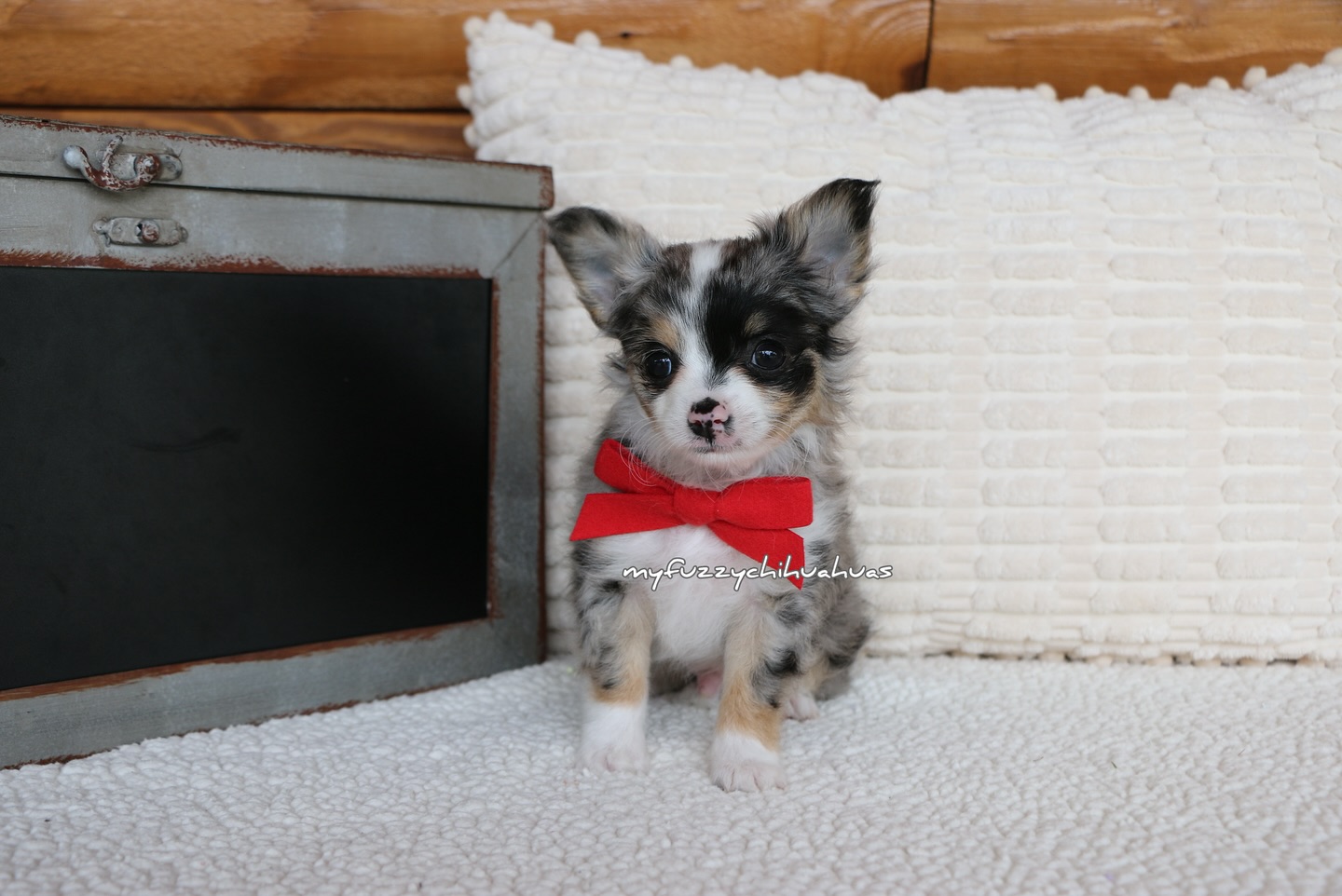 Beauties 💙☺️ #available #chihuahua #longhaired
