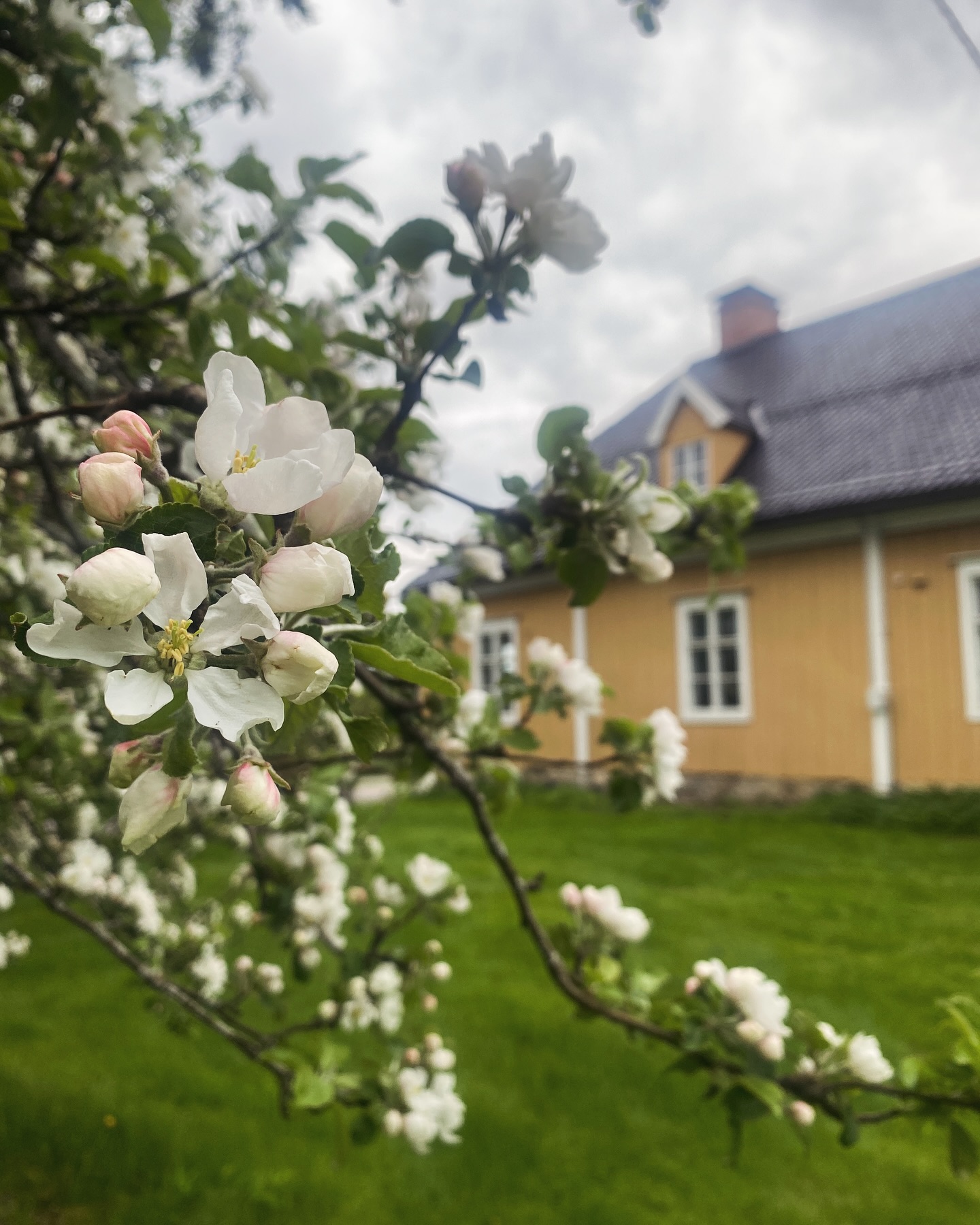 (Sve/suo/eng)
SVE
Grillkväll i prästgården med nya ansikten i föreningen!
Igår samlades prästgårdsföreningen till en trivsam grillkväll i sommarkvällen. Under kvällen hade vi glädjen att välkomna våra nya föreningsmedlemmar Marjukka Puutio, Esko Johnson och Jaana Erkkilä-Hill (ej med på bild), samt vår nya demokratipedagog Annika Enlund-Piirto. 🌸
SUO
Grilli-ilta pappilassa – uusia kasvoja yhdistyksessä
Eilen pappilayhdistys kokoontui viihtyisään grilli-iltaan kesäillassa. Illan aikana meillä oli ilo toivottaa tervetulleiksi uudet yhdistyksen jäsenet Marjukka Puutio, Esko Johnson ja Jaana Erkkilä-Hill (ei kuvassa), sekä uusi demokratiaopettajamme Annika Enlund-Piirto.🌼
ENG
Barbecue Evening at the Vicarage – New Faces in the Association!
Yesterday, the vicarage association gathered for a pleasant barbecue evening in the summer twilight. During the evening, we had the pleasure of welcoming our new association members Marjukka Puutio, Esko Johnson, and Jaana Erkkilä-Hill (not in the photo), as well as our new democracy educator Annika Enlund-Piirto.✨