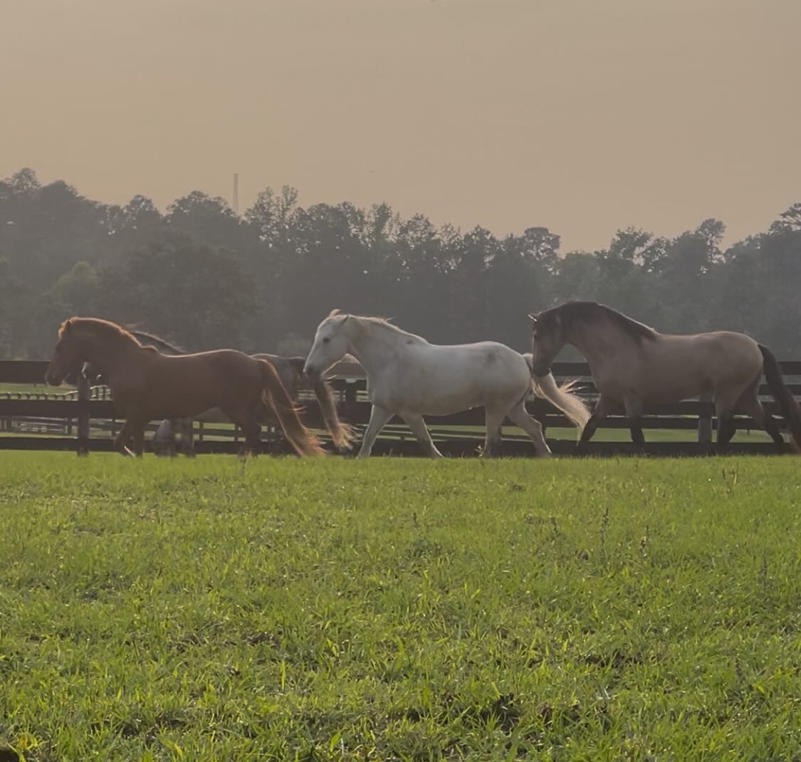 Lately I’ve been seeing posts circulating around social media speaking of several issues within the industry regarding the downfall of the sport due to: young ppl not wanting to put the work in/the negative influences of social media, not being able to keep good consistent good work at the barn due to insufficient pay and workers comp, burn out of professionals, rural areas becoming more suburban and the loss of land, skyrocketing inflation and the industry as a whole changing to meet our fast paced demands.
These are all topics and points worth considering as it is undoubtedly felt by most professionals and lesson/training facilities. And while yes much of what is stated is opinion (my own included), we can see that overall, a lot of the change doesn’t seem to be setting the horse world up for success as a whole. So instead of talking about the negative things that we see and may or may not be contributing factors, why not talk about how we can actually make a positive shift in the industry to keep it alive?
What can we do to support ethical and positive change while not allowing for mass burn out of professionals trying their best to provide a service. At the end of the day I think most of us want to make the sport more accessible, while also not working ourselves and employees into the ground and providing top care and up to date instruction and training for horse and rider. So how do we get there?
Some ideas I have are:
-Boarder co ops
-Collaboration between professionals
-Donated lessons
- Bring your (friend, family member, spouse etc) to the barn day as an introduction to horses.
-Low cost educational events and clinics
-Supporting local trainers and working with them as well as on line courses
Let’s add to this list!