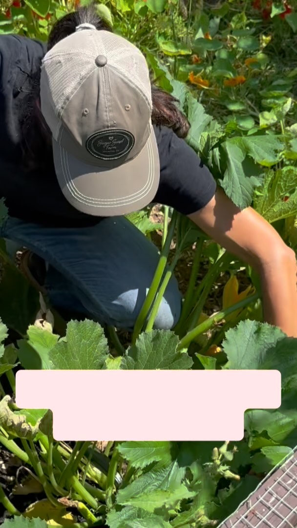 G A R D E Ns are flourishing here at Sugar Sweet Farm. The farm campers are going to LOVE feasting on sugar snap peas and celery, hiding in a sunflower teepee and discovering the magic of Fairyland!
.
.
#farmcamp #summercamp #vitaminN #nochildleftindoors #childhoodunplugged #nature
#hobbyfarm
#homesteadeverafter
#farmchic
#Familyfarm
#Localfarm
#hobbyfarmer
#SimplePleasures
#AnimalsHeal
#FarmSweetFarm
#visitencinitas
#famdiego
#encinitaskids
#familybusiness #sdlocal #sandiegomoms #sandiegofarm #encinitas #encinitaslife #carlsbadmoms #sandiegohomeschoolers