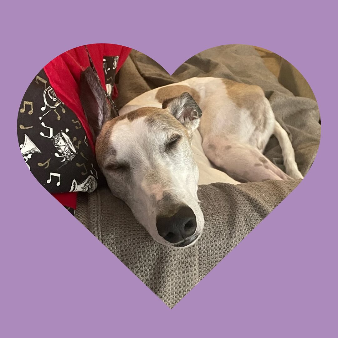 Yesterday we had to say goodbye to our sweet, silly, snuggly, upside down girl. She loved nothing more than sticking her feet up in the air for tummy rubs, giving hugs anytime a human sat down to put shoes on, and supervising (sleeping) near her humans as they worked. Give your puppy an extra tummy rub for me and Stella today 💜