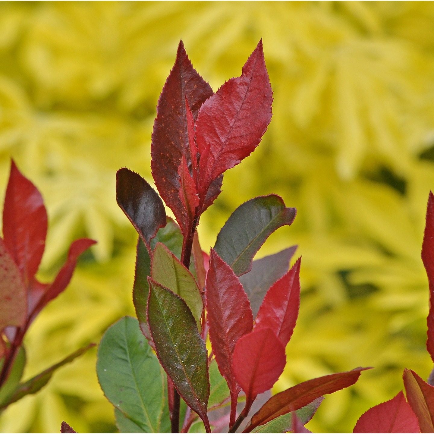 Thank you @paulcrook1958 for the gorgeous photos taken during @hiddengardensofgrayshott
Sorry they missed the #hiddengardensphotocomp, but we thought we'd share them here and on our website anyway so that everyone can enjoy them!