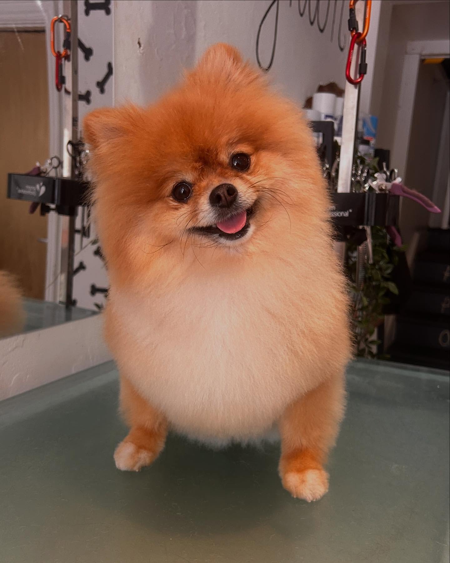 Monkey the Pom. Isn’t she lovely 🥰❤️
.
.
.
#pom #pomlover #pomeranian #fluffball #woofmans #woofmansdoggrooming #woofmansbrighton #brightondogs #brightondoggroomers #brightondogsofinstagram #brightondoggrooming