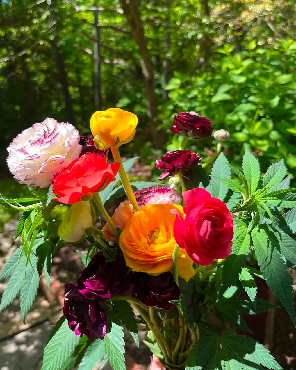 Visiting Leesburg today? Stop by the White’s Ferry landing and check out my friend Red’s hemp stand where he’ll be showcasing some of his flowers and goodies!
We grow both grow flowers for different crops and purposes- but it’s fun to chat with a hemp grower- there are so many similarities!
#flowerfriends #flowerfarmers #localhemp #localflowers