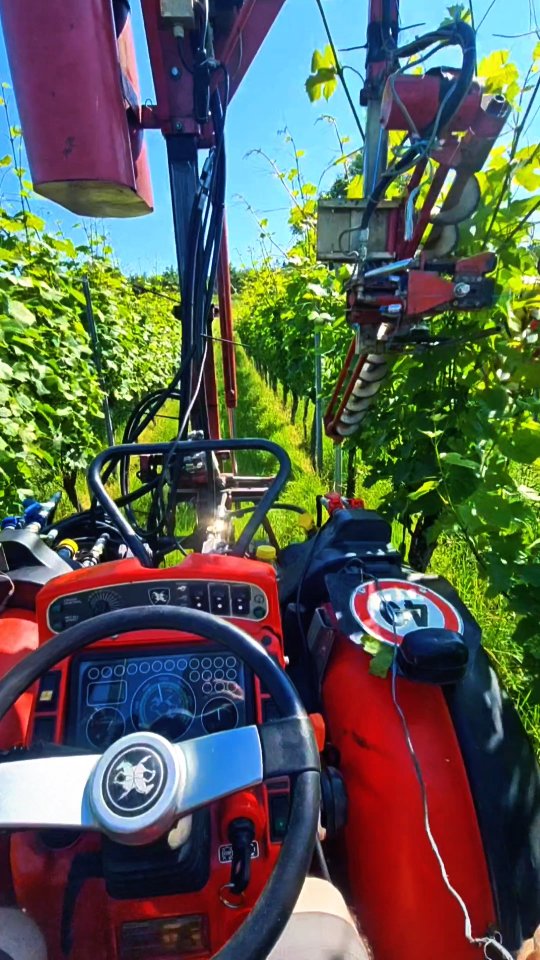 🍃 Laubheften – Ordnung muss sein! 😉
Die Reben wachsen, wir bringen sie in Form!
Triebe schön zwischen die Schnüre und zusammengetackert– für Luft, Licht und für gesunde Trauben 🍇☀️
.
.
#grüningersrebbau #weinberg #winzer #wein #cararro #laubheften #sommer #untersee #ermatingen #weinbau #rebenpflege #ero #thurgau #nachhaltigelandwirtschaft #weinberg #handarbeit #rebstockpflege #rebenliebe #weinbauleben #schweizerwein