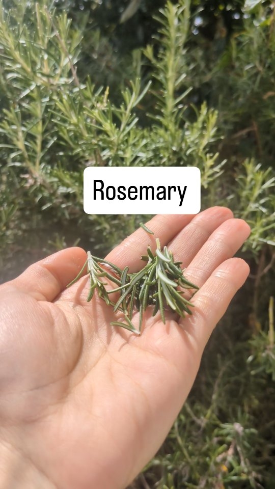 🟢 Cognitive Enhancement
May improve memory and concentration.
Research: A study published in Therapeutic Advances in Psychopharmacology found that exposure to rosemary aroma improved cognitive performance and mood.
🟢Neuroprotective Properties
May help protect the brain from aging and neurodegeneration.
Research: Animal studies suggest rosemary extract reduces brain oxidative stress and may delay the onset of neurodegenerative diseases like Alzheimer’s.
🟢🧖♀️ Hair Growth Support
As effective as minoxidil in some studies for hair regrowth.
Study: A 2015 study found that rosemary oil was as effective as 2% minoxidil in treating androgenetic alopecia (male/female pattern baldness), with fewer side effects.
🟢😴 Stress and Sleep Aid
May help reduce cortisol and promote relaxation.
Research: Inhalation of rosemary essential oil has been shown to reduce anxiety and cortisol levels in some small studies.
🌿 Usage Tips:
Tea: Steep fresh or dried rosemary leaves.
Essential Oil: Use in a diffuser or mix with a carrier oil for topical use.
Culinary: Add fresh sprigs to roasted vegetables, meats, or infused oils.