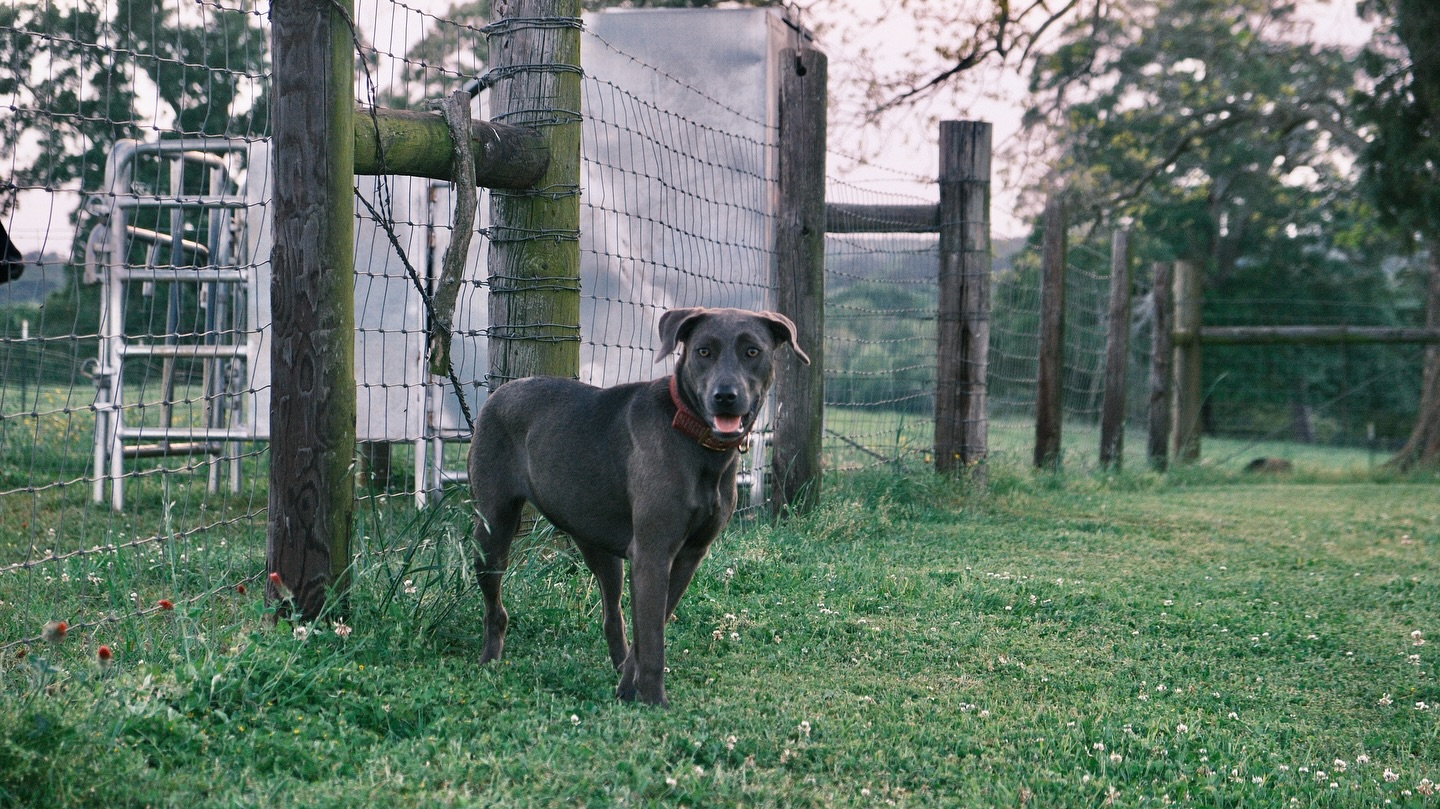 Say hello to the newest member of the Gatling Enterprises family ! Sky! She is a ball of energy and loves “trying” to help her big sister with the cows however she’s more bark than help! 🐮🤠🐶 #texas #cattledog #akaushi #beef