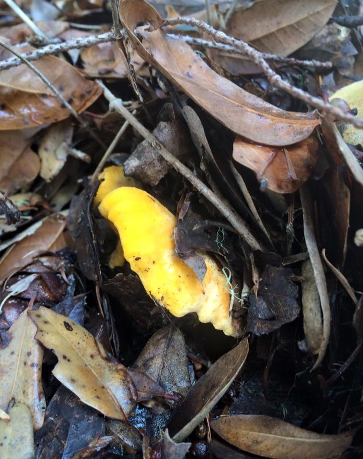 "The glint of gold" by Sue Labiste
Looking for fall chantrelles is like treasure hunt. Fall leaves such as tanoak mimics the yellow and orange colours we seek. And just as you head out, you see this.
Date of Photo: 2015
#mushroomphotography