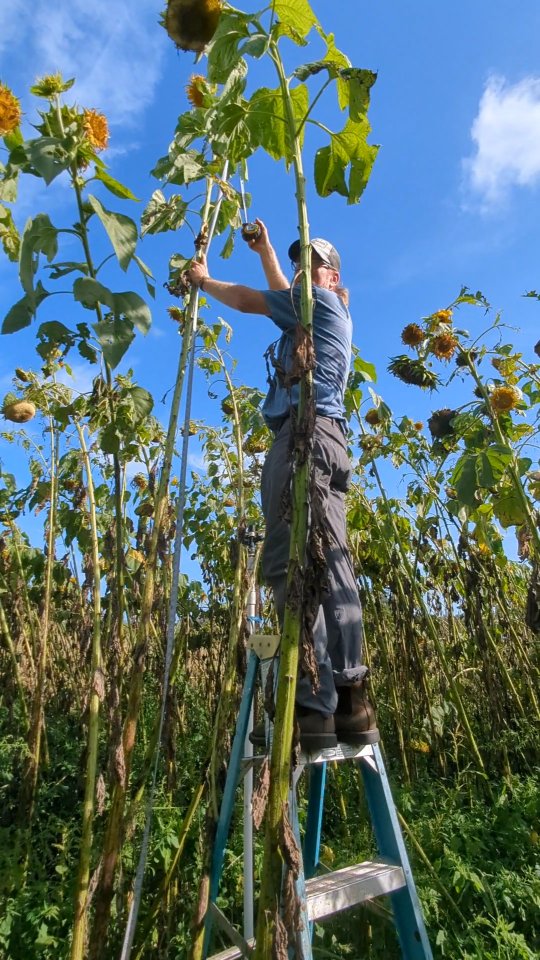 The Sunflower challenge! What is The tallest sunflower in our field ? Comment: What do you think is the tallest sunflower flower in our field this Spring 2025 season's measurement. We will be posting Sunday 6/8/25 what our top flower measurement was. Can't wait to tell you what we found this year!
UPDATE: THE TALLEST SUNFLOWER this 2025 Season MEASURED OUT AT 15FT 1IN. WHAT A GIANT AND AMAZING SUNFLOWER! Thanks for joining us in this fun and exciting tradition๐ง๐ผโ๐พ๐ฉ๐ปโ๐พ
Loved all the great guesses โฅ๏ธ
#sunflower #tallest #sunflowerfields #bestever #sweetfieldsfarm