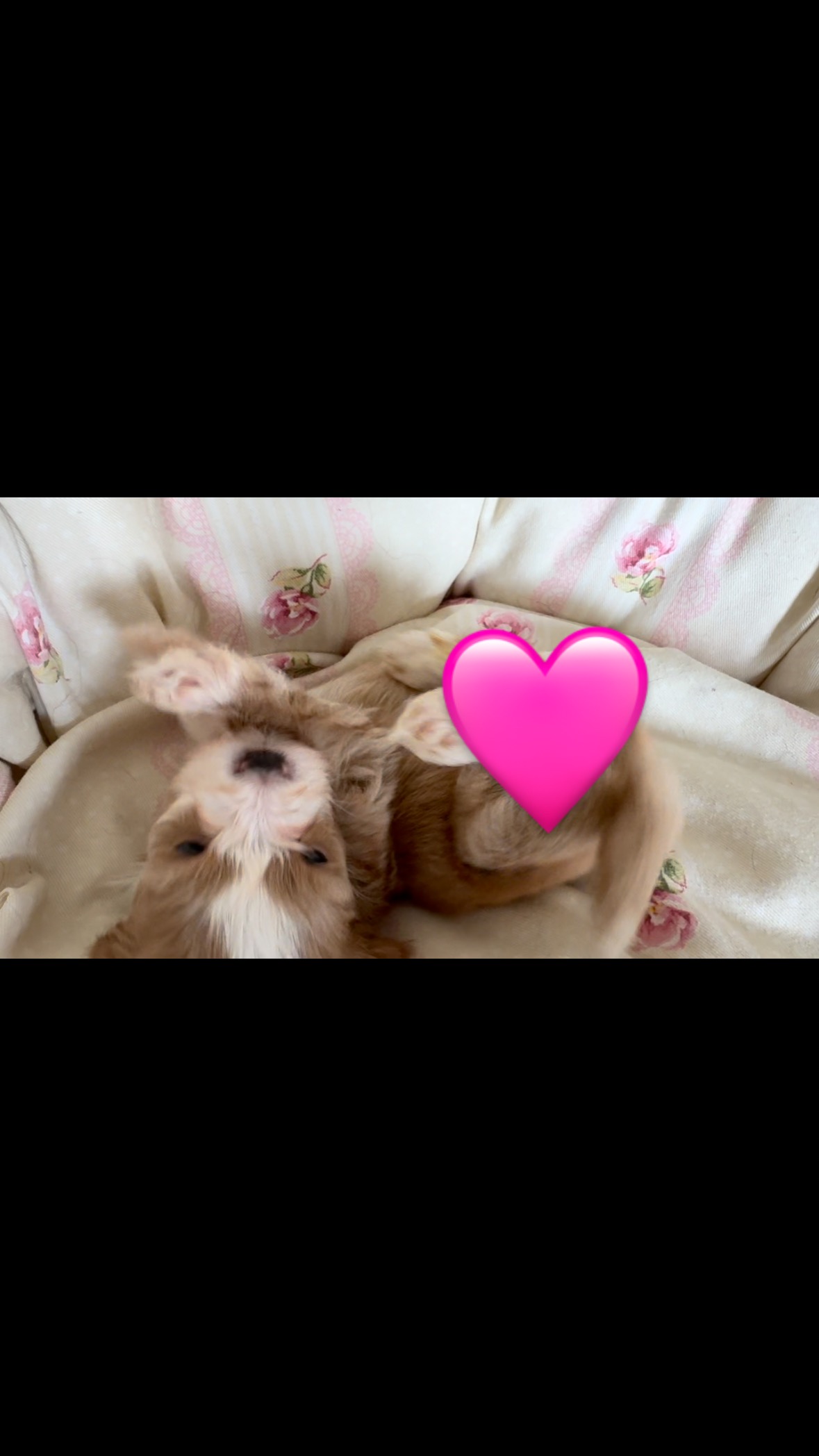 ##havaneselover #havanna #puppies #puppie #puppygram #puppielove #puppylife‘*. #welpenliebe #welpe #therapiehund #breeder #breeders
#breederlife #zucht
#niedersachsen#hannover#sehnde#züchterstolz
#stolzemami #zuchtmitherzundleidenschaft
#for#you#page#foryoupage#puppiesofinstagram#fuppes