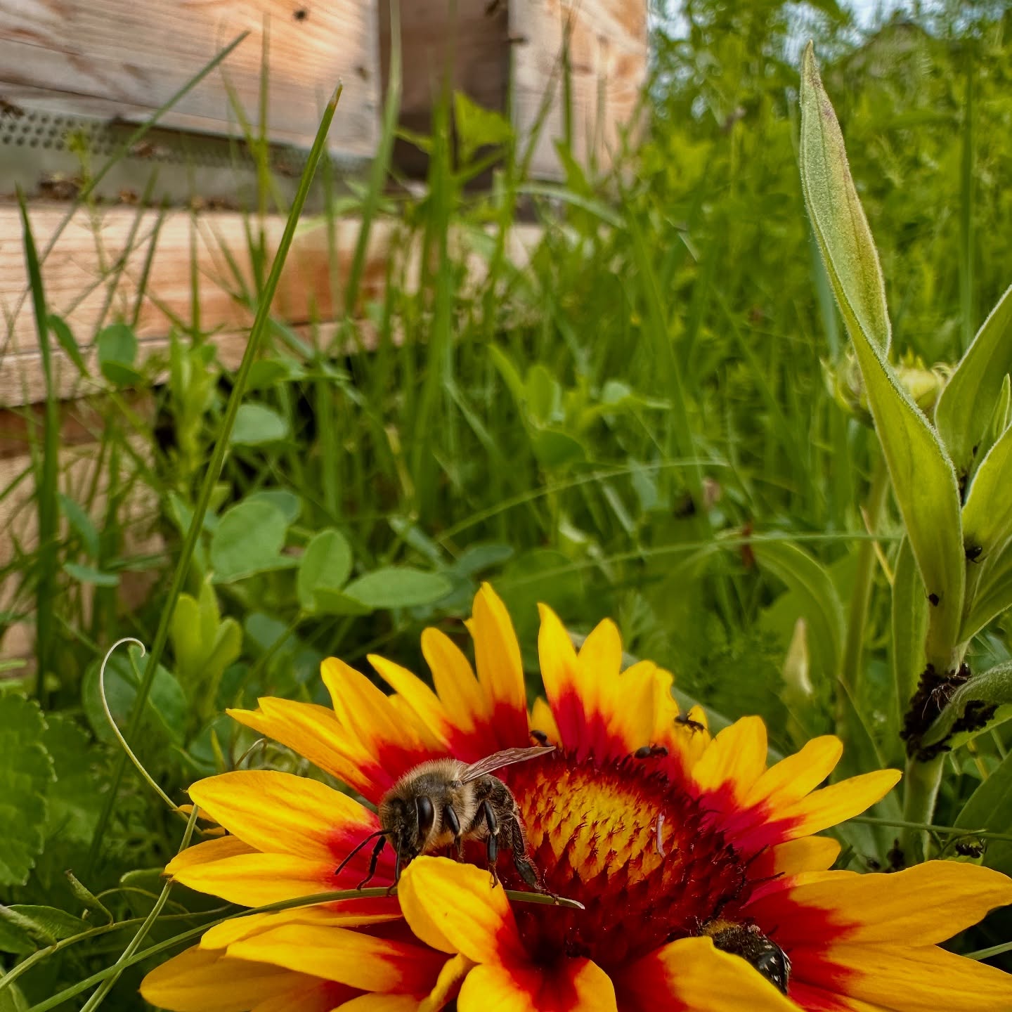 Drei Mal um die Welt für ein Kilo Honig 🌍
Um 1 Kilo Honig herzustellen, braucht man ungefähr 3 Kilo Nektar. Eine Biene sammelt pro Flug nur etwa 0,05 Gramm davon. Damit genug Nektar für ein Kilo Honig zusammenkommt, müssen die Bienen insgesamt zwischen 80.000 und 100.000 Kilometer fliegen – das ist ungefähr so, als würden sie die Erde zwei- bis dreimal umrunden… 🙌
💛
#Bienen #Honig #WusstestDuSchon #Naturwissen #FunFact #Bienenliebe #FleißigeBienen #Umweltschutz #Nachhaltigkeit #Insekten #Bienenretter #SaveTheBees #WeltderBienen #Naturwunder #Umweltliebe #Naturschutz #WissenmachtSpaß #Tiere #Naturfacts #LernenmitSpaß #Biodiversität #Ökologie #Inspiration #FactoftheDay #Natur #Weltwunder #Bildung #GrünerLeben #Wissenswert #Weltentdecker