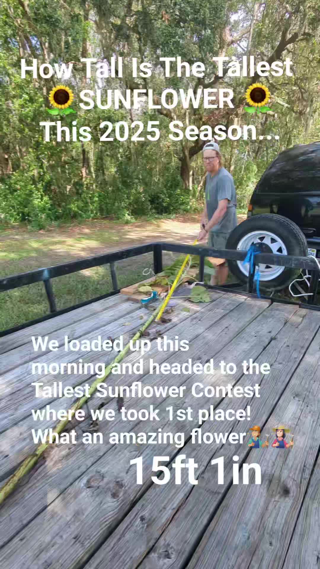 After a thorough hunt the tallest sunflower of the 2025 season measured out at 15ft. 1in. Wow can't wait to see what next sunflower season brings๐.
We loaded up this morning for the Tallest Sunflower Competition where we took 1ST PLACE! What a awesome privilege.
#tallestsunflower #sizematters #sunflowerfield #sweetfieldsfarm #grandchampion