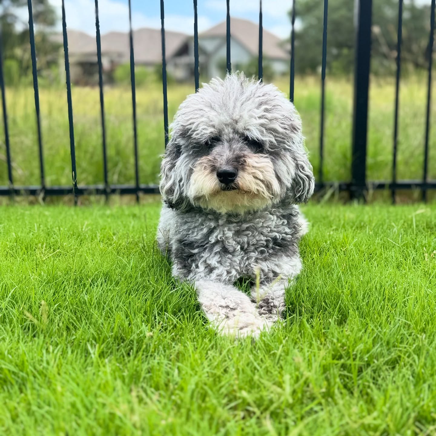 Pretty Miss Scout working hard in the yard. 😅
Boarding, walking & pet sitting services - book now!
🐾 830-837-3135
📍 Boerne, Texas
#boerne #fairoaksranch #petsitter #petcare #dogs