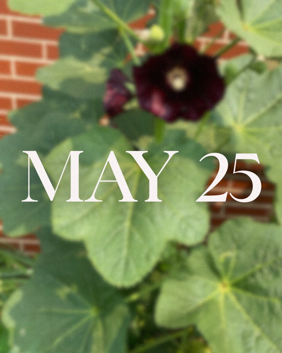 May. The longest month it feels like, but also not long enough. A lot of processing and recalibration this May. Super excited to see what June holds though. Hopefully I will finish draft three!
#writer #writing #update #christian