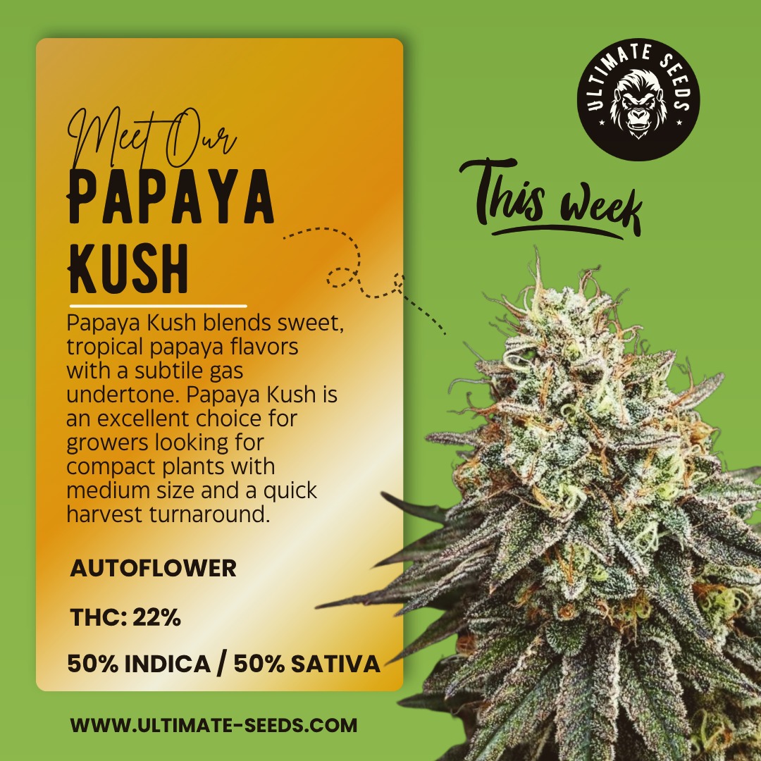 Discover our tropical flavours. This week highlight: "Papaya Kush"!🤩💎💚