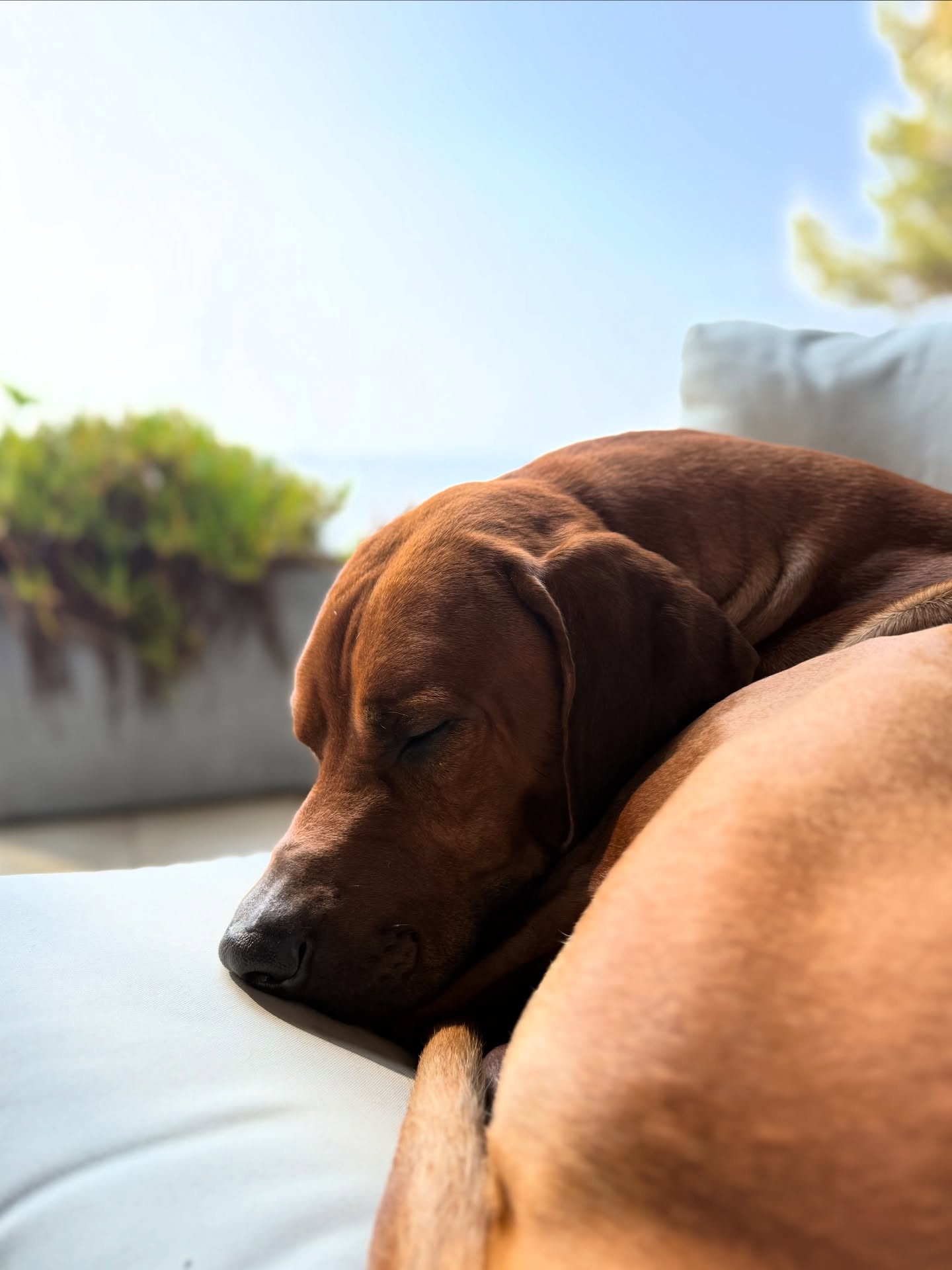 Ein Schläfchen zur Mittagszeit sei jedem gegönnt, besonders im Urlaub. Sweet dreams Chance 💤 🐶
.
.
#🐶 #rhodesianridgeback #ridgeback #ridgebacklove #sleepingdog #ilovemydog