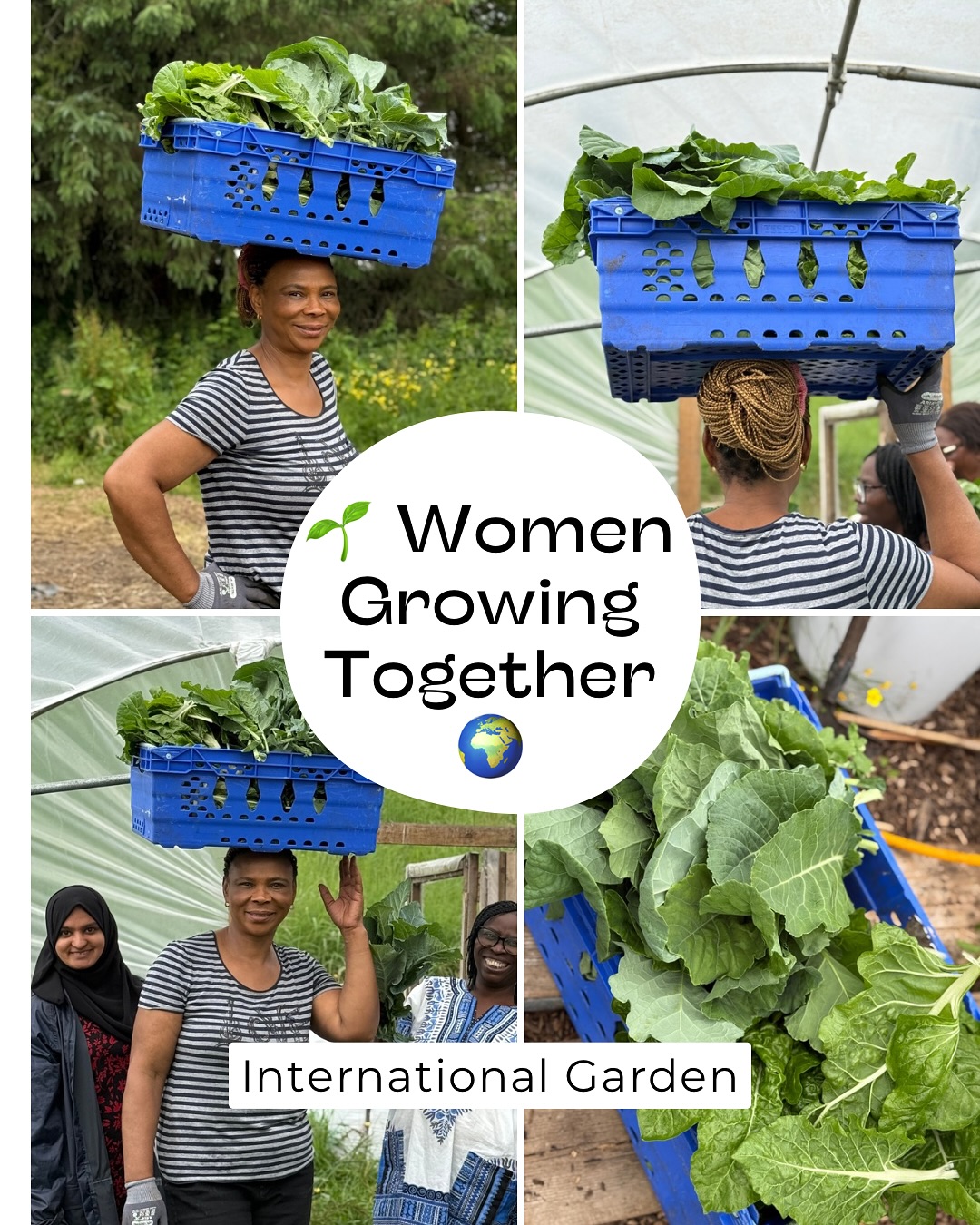 🌿 Women Growing Together 🌍
At the heart of our International Garden are the strong, joyful women who nurture not just crops, but community. 💪🏽✨
From planting to harvesting, these volunteers are the roots of something truly special—where cultures connect, friendships bloom, and fresh food grows. 🥬💚
Let’s celebrate their energy, resilience, and the green magic they bring to Cork!
#InternationalGarden #WomenInCommunity #GrowingTogether #CorkVolunteers #UrbanFarming #DiversityInBloom #FoodAndFriendship #GreenSpaces