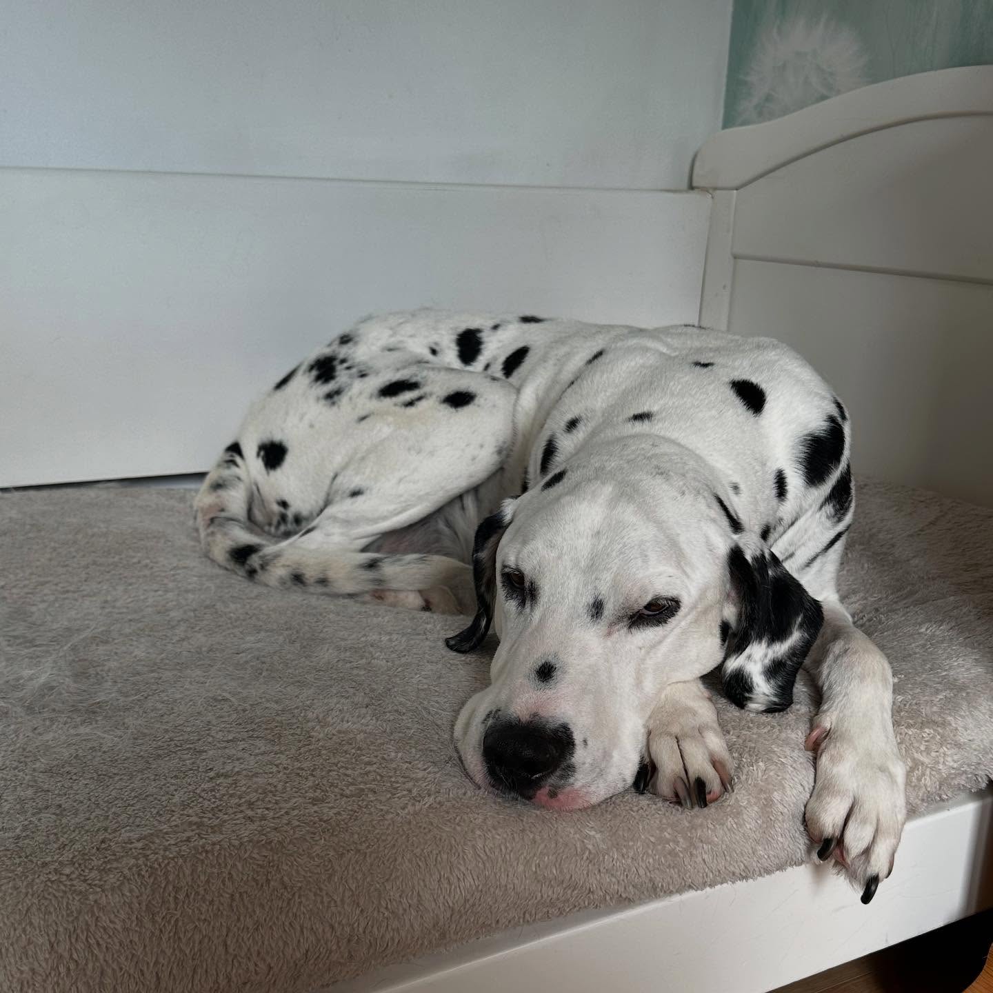 We love a Dalmatian at Furapy!
Gorgeous Uno feeling very relaxed after his therapy session 😴