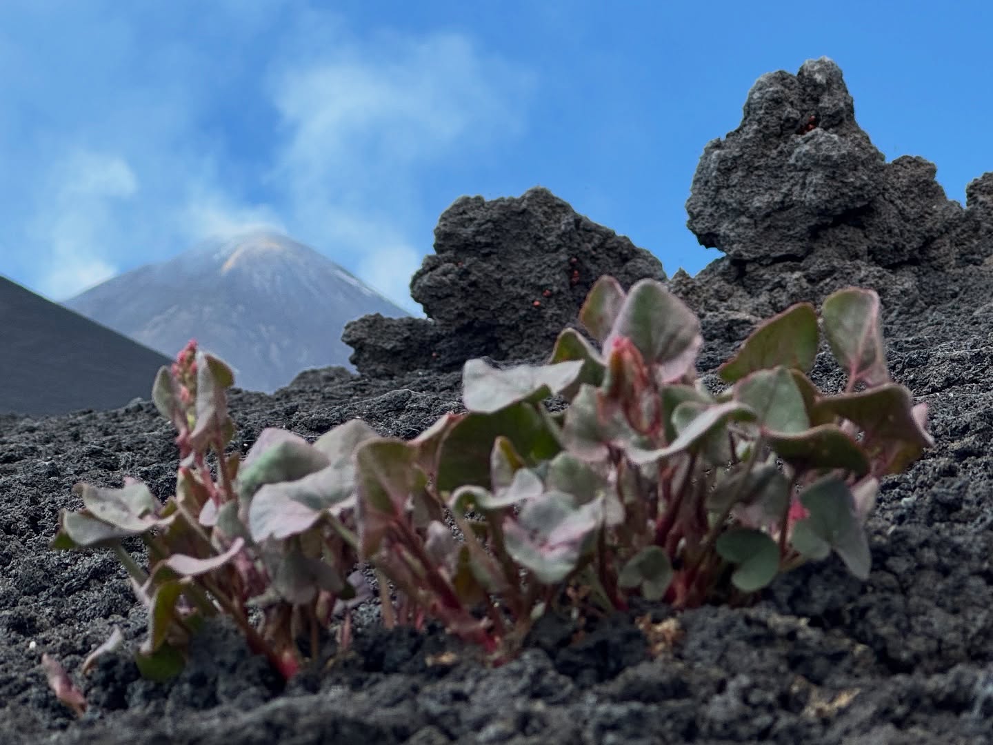 #Etna 3000 Metri Easy Tour • Ancora un tour ad alta quota, il trekking quasi tutto in discesa adatto a famiglie per scoprire l’area sommitale del vulcano piu bello del Mondo 🐞🌋☀️ #sicily #volcanoes #sicilia #guidevulcanologichesicilia #turismodiqualità
👉Info/Prenota
🌍 https://www.etnative.com/etna-3000-metri
📲 +393780861560
📧 etnativo@yahoo.it