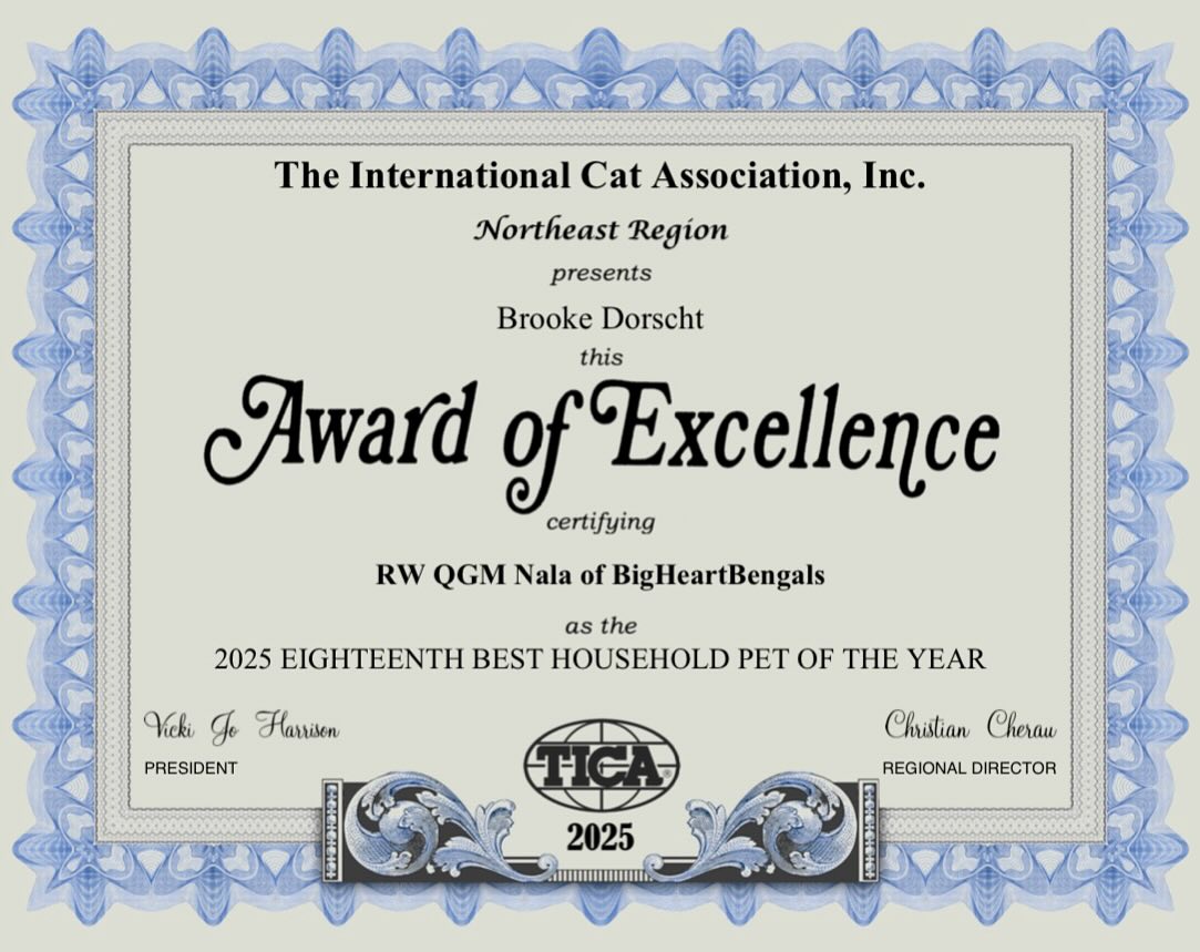 So proud of our beautiful girl, RW QGM Nala of BigHeartBengals 🤎
•
•
•
#bengal #bengalcat #bengalkitten #bengalbreeder #tica