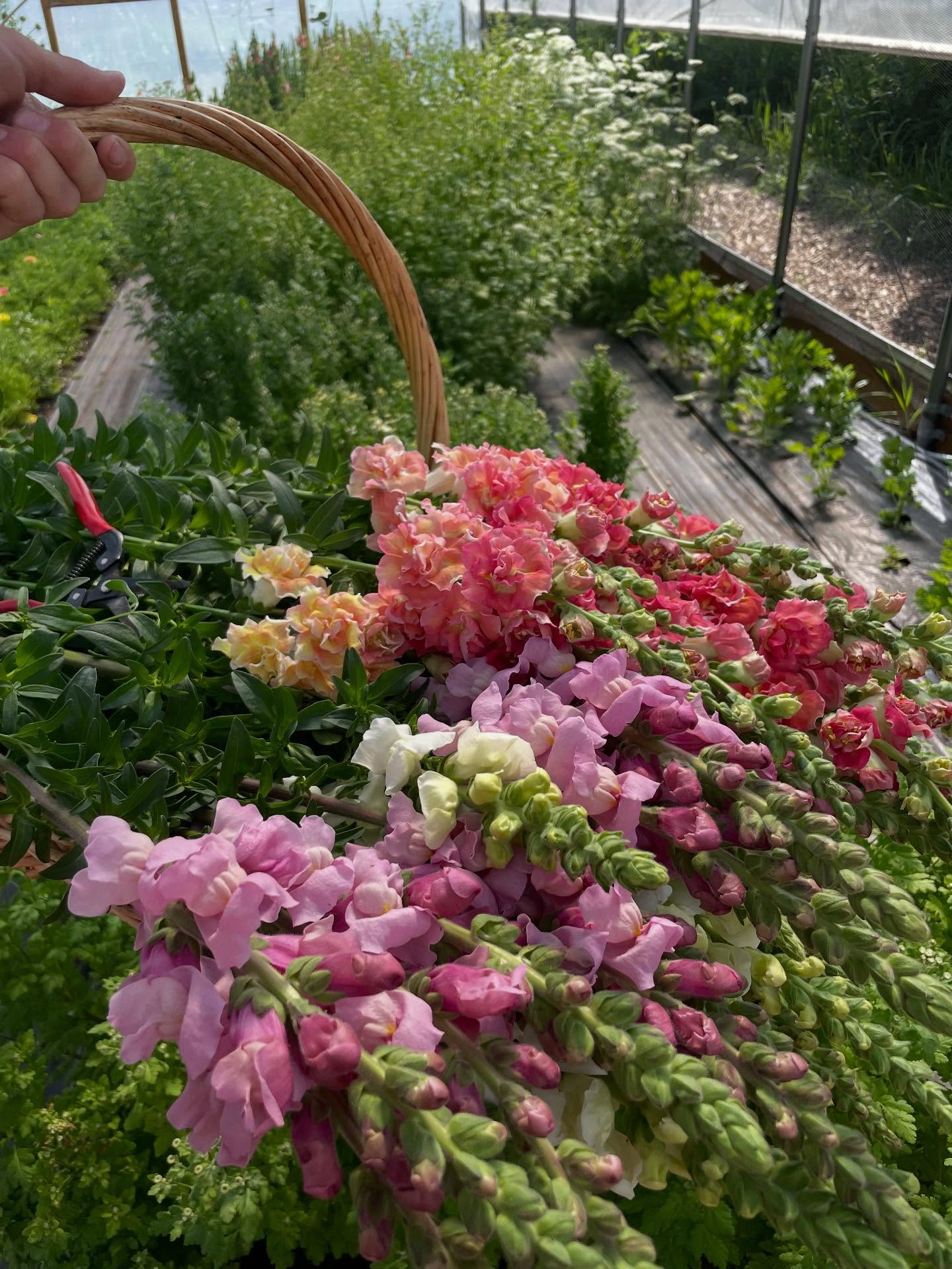 Harvesting blooms for all your celebrations! Hosting a graduation party? Tea party? First Friday art show? We will have blooms at Cambie Friday afternoon-Sunday.
@cambietaphouse
@headwatersmt (hit them up for First Friday!)
Hope to see you this weekend around town!