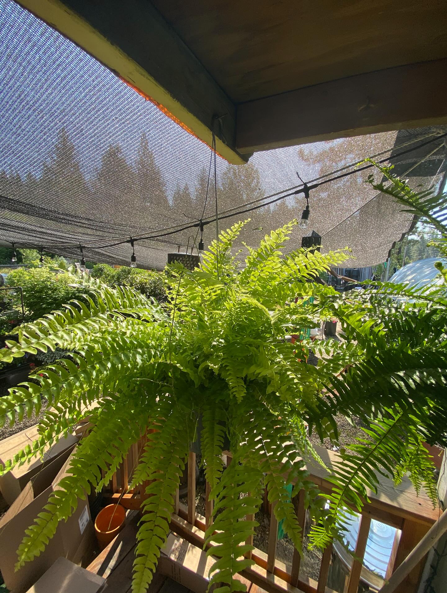 Some of our houseplant haul! It’s that time of year again and our houseplants are trickling in! Come check them out 🤩
Open Thursday-Monday // 9am-4pm