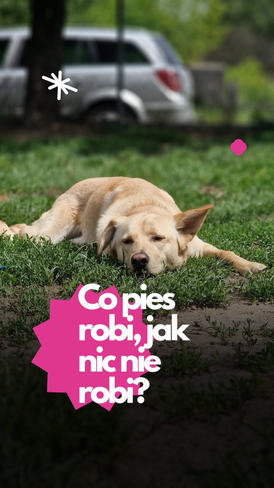 „Co robi pies, gdy nie robi nic?”
Z punktu widzenia człowieka – może to wyglądać nudno.
Ale dla psa to często jeden z najważniejszych momentów dnia.
W Merdu-Merdu naprawdę dużo się dzieje: są spacery, zabawy, kontakt z człowiekiem, nowe bodźce i zapachy. Ale to wszystko ma sens tylko wtedy, kiedy pies ma czas na odpoczynek.
Nie każdy pies potrzebuje akcji od rana do wieczora.
I nie każdy może mieć jej za dużo. O przebodźcowaniu napiszę innym razem :)
Czasem największym luksusem jest po prostu móc poleżeć w cieniu, z dala od hałasu. Albo zwinąć się w kłębek na legowisku/słonku/nad woda/w trawie i spokojnie oddychać.
Niektórzy klienci pytają:
„A co psy robią między spacerami?”
Odpowiedź brzmi: odpoczywają. I taki jest plan. To nie z braku pomysłu.
Nie uczymy psów, że życie to ciągła zabawa.
Pokazujemy, że spokój też jest okej.
📍W Merdu-Merdu pies może się zmęczyć. Ale może też po prostu… odetchnąć.
#hotelpsow #psihotel #psirelaks #spokojnypies #lazyday #czasnarelaks #opiekanadpsem #psianiania #opiekanadpsem #merdumerdu