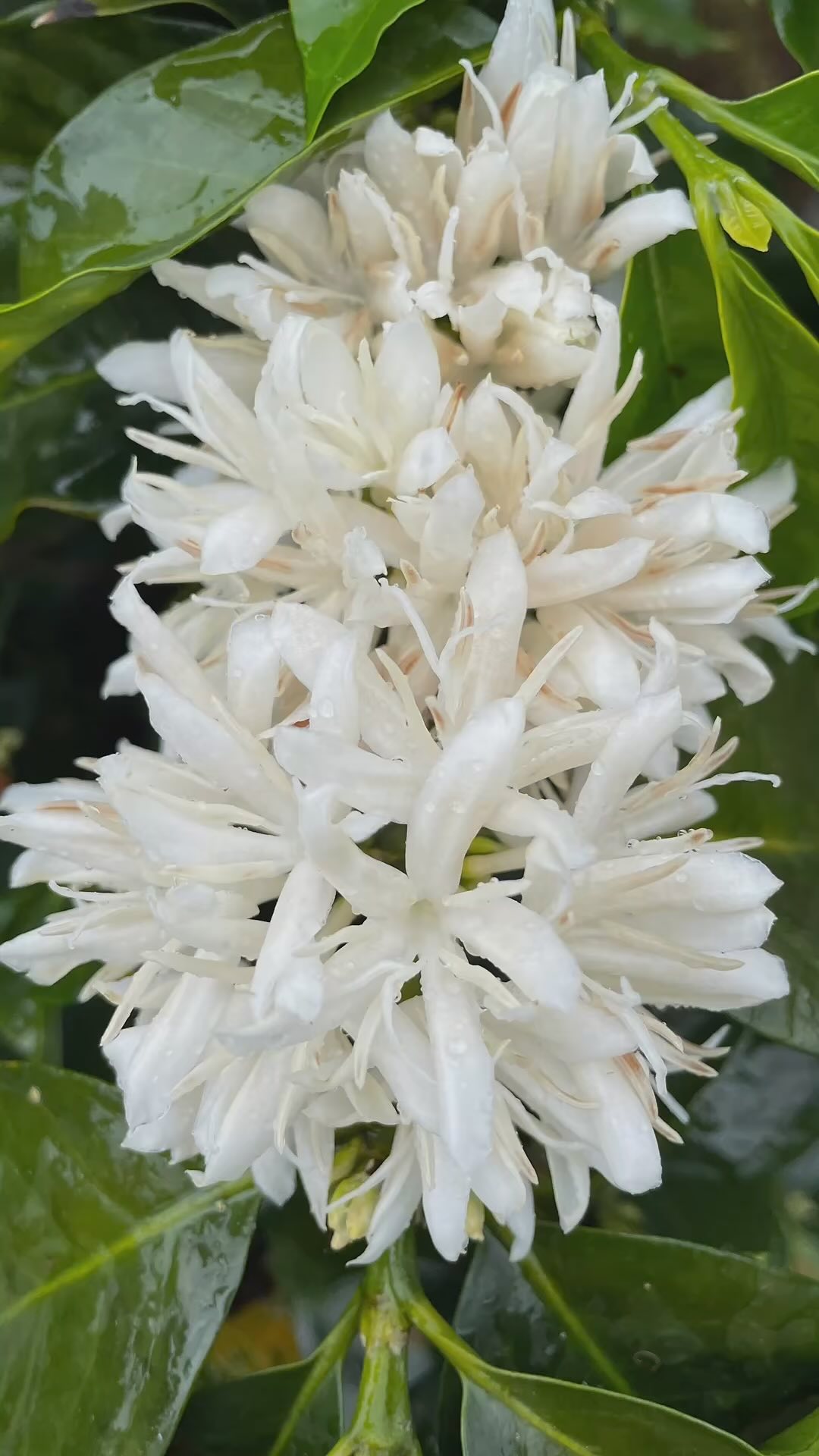 🍒 how do you like them flowers?
🔗 Going to #wocgeneva in June? Sign up for a cupping w us at the link in our profile (booth 1664). It will be epic w about 35 coffees to try—from carbonic maceration naturals to yeast ferments, fruit ferments to geishas and beyond.
#greencoffee #specialtycoffee #nicaragua #naturalprocess #honeyprocess #thirdwavecoffee #coffeesourcing #maracaturra #goldenbeannorthamerica #directtrade #directtradecoffee #coffeeprocessing #sustainablecoffee #biodynamiccoffee #coffeeprocessing #coffeeroasting #coffeefarm #sampleroasting #goldmtncoffee #besocialbegold #coffeefermentation #carbonicmacerationcoffee #nicaraguancoffee #fightingpoverty #washedprocess #yellowcaturra #maragogype #scahouston #fruitfermentcoffee #fruitfermentationcoffees #wocgeneva