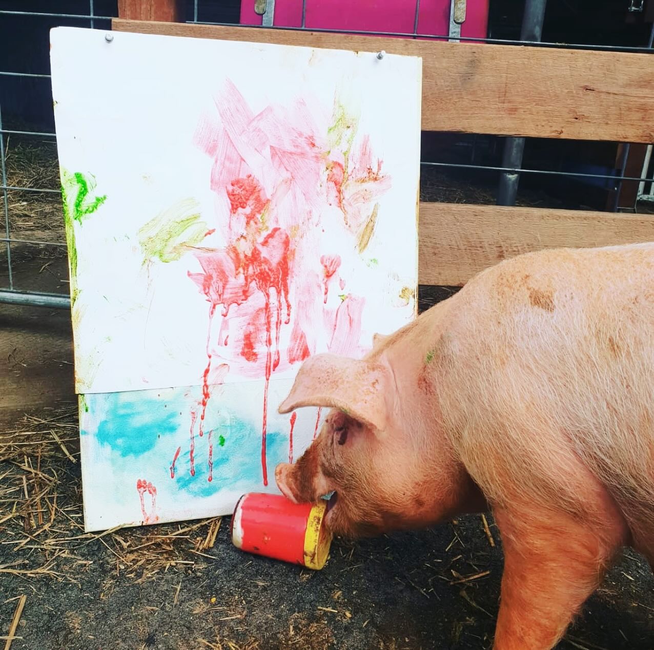 That time I taught my #pig to #paint with her snout and when I posted it someone sent it back to me having highlighted how she’d actually done a #selfportrait ! Preeya was saved from being someone’s dinner and instead came to live out her days with us in peace and happiness. I loved her deeply. I used to call her my pigglydog because that’s how she’d act. Just like a dog following us on walks and loving cuddles and belly rubs. It’s a poignant share as I am about to take one step closer to rebuilding my #animalsanctuary 🐖 🐄 🫏 🐓 the vision is a great one, a haven of compassion and creativity and I can’t wait to share the details with you all as the plan all comes together! What do you think? How do you rate her art? I think she had natural talent and the fact she painted a piece that honestly looked like a piggy was mind blowing! 💕🌸 🐖