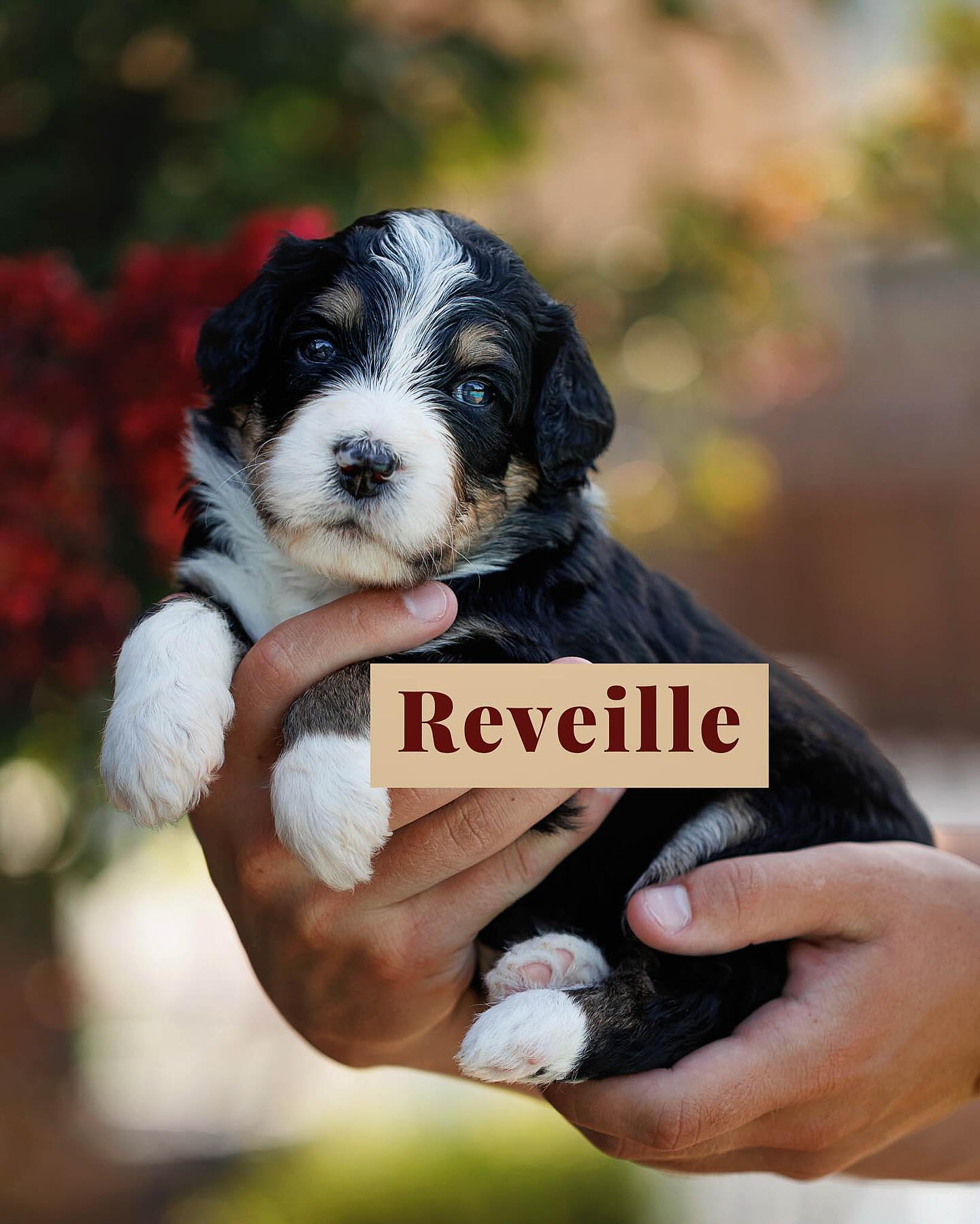 Our Bernedoodle babies just turned 3 weeks old, and they are officially on the move! 🐾 Watching them walk around like little pros and find their voices is the cutest thing ever. Their tiny personalities are starting to shine, and we’re falling more in love with them every single day. 💛
We’ve been sharing daily videos so you can follow along as they grow, explore, and get cuter by the minute! If you’ve been thinking about adding a new furry family member. this might just be your sign… 🥰
✨ We have ONE spot left!✨
They’re absolutely gorgeous, full of personality and already so sweet. 🐶 We raise our puppies with tons of love, care, and intentional socialization to make sure they’re ready for a life full of joy with their forever families.
If your heart strings are being yanked right now, reach out or head to our website to fill out a puppy application. We don’t expect this last spot to last long!
#BernedoodlePuppies #TexasHowdyDoodles #ThreeWeeksOld #LastSpotAlert #DoodleLove #PuppyJoy #RaisedWithLove