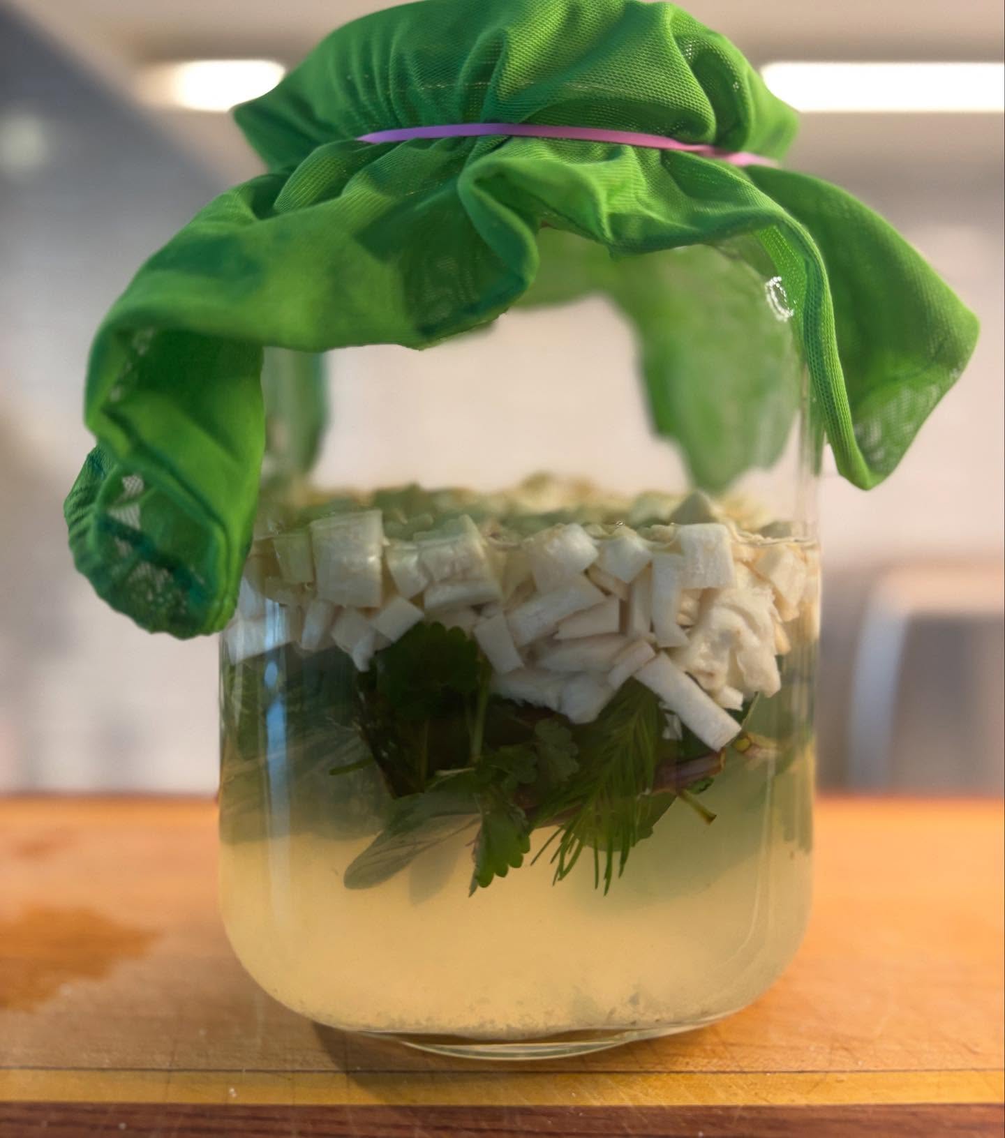 Pheasant back mushroom smells like fresh cucumber or watermelon rind. It sort of tastes similar too.
It’s high in protein, and a source of vitamin B3, potassium and trace minerals.
It has a lot more texture than a lot of mushrooms so it’s good sautéed as an animal protein substitute in tacos for example.
In my case I thought it would be fun to try to make a mint and “watermelon” soda. I had found the most beautiful mint and ground elder on the same walk I found the mushrooms so it seemed to make sense.
The cover photo is day one of fermentation. Let the magic begin!
#pheasantback #dryadssaddle #wildmint #groundelder #soda #lactofermentation #wildbychoice #wildsoda #foragedcocktails