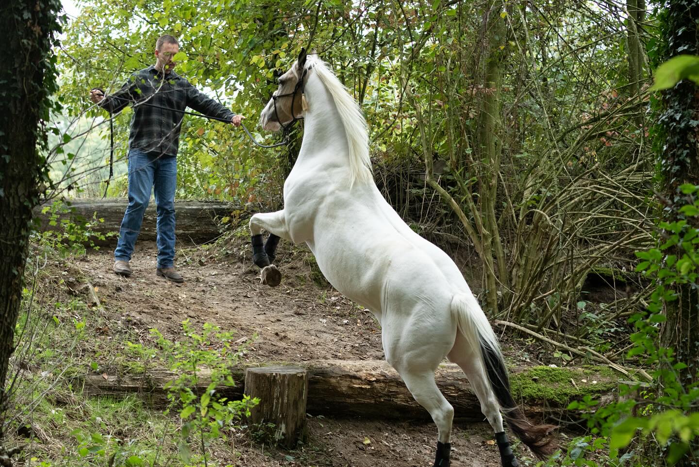 🪵 Die Stufen – Kraft, Koordination & Kontrolle im Extreme Trail! 🐎🔥
🔹 Kann dein Pferd kontrolliert & präzise über Stufen steigen?
🔹 Wie gut setzt es seine Beine auf unebenem Untergrund?
Die Stufen sind eines der anspruchsvollsten Hindernisse im Extreme Trail, da sie sowohl physische Kraft als auch präzise Koordination erfordern. Pferde müssen hier lernen, ihre Hinterhand aktiv zu nutzen, ihr Gewicht richtig zu verlagern und sich mit Ruhe & Selbstkontrolle zu bewegen.
✅ Stärkt die Hinterhand- & Bauchmuskulatur
✅ Verbessert Balance & Körpergefühl in der Bewegung
✅ Fördert Trittsicherheit & Selbstkontrolle in unebenem Gelände
✅ Schult die Koordination & das bewusste Setzen der Hufe
💡 Warum sind die Stufen so effektiv?
🔹 Bergauf: Kraftaufbau in der Hinterhand & Förderung der Versammlungsfähigkeit.
🔹 Bergab: Kontrollierte Gewichtsverlagerung & Gleichgewichtsschulung.
🔹 Hält dein Pferd seine Position? Trainiert das Warten & präzise herangehen an die Stufen.
🔹 Perfektes Training für das Überwinden von Geländehindernissen & Steigungen!
📖 Wie du dein Pferd richtig an die Stufen gewöhnst & worauf du achten solltest, erfährst du im neuen Blog!
🔗 Hier geht’s zum Blog: Link in der Bio!
🚨 Nutze die letzte Saison im Extreme Trail Park – sichere dir jetzt dein Training! 🚨
📍 Buche dein Trail-Erlebnis & meistere die Stufen mit Präzision & Kontrolle!
📸 Teile deine Fortschritte & markiere uns! @proridehorsemanship @trainingszentrumreitvielfalt
#ExtremeTrail #Pferdetraining #Geländetraining #PferdeBalance #VertrauenStärken #Koordination #Hinterhandtraining #Horsemanship #Trittsicherheit #Pferdemuskulatur #anjaschwien #proridehorsemanship #trainingszentrumreitvielfalt