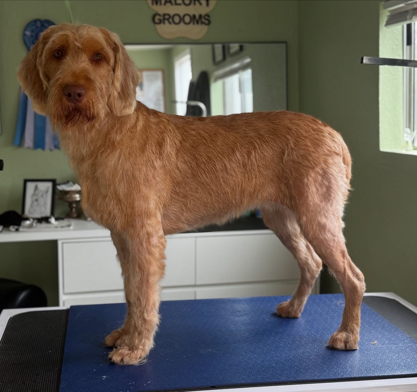 After. Before. After 😱
Miss Birdie is a Wired-haired Vizsla that comes in for hand stripping. This girl is as sweet as can be especially for the younger age of 2. Her last visit with me was to remove puppy coat and her adult harsh coat is coming in nicely. 🕊️