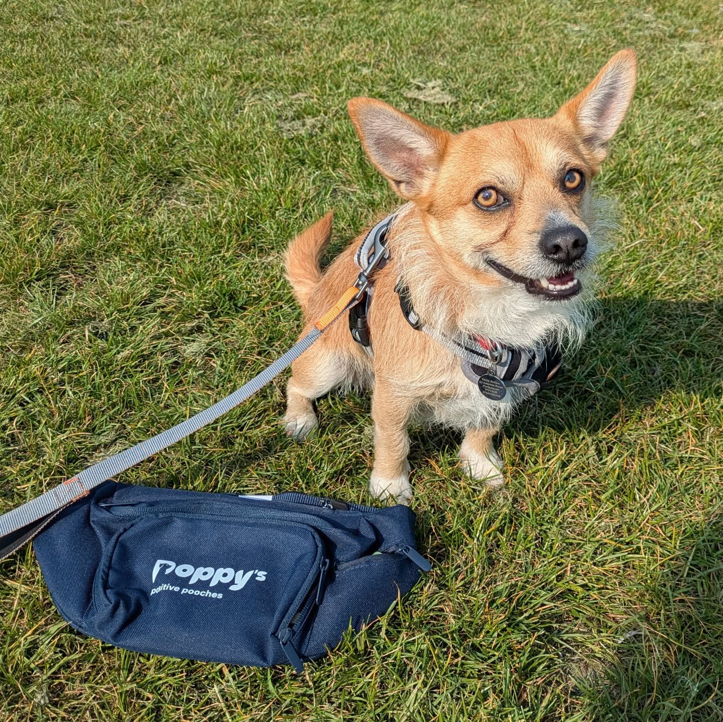 Dexter saw my bum bag and absolutely had to have one. So thanks to @prideofplace_uk for helping me create these. A small pocket for poo bags, a front pocket for treats and a back pocket for a collapsible bowl and 500ml water bottle, or your phone/keys/human snacks.
If you've had training sessions with me and want one, drop me a message or DM. Priced at £15.