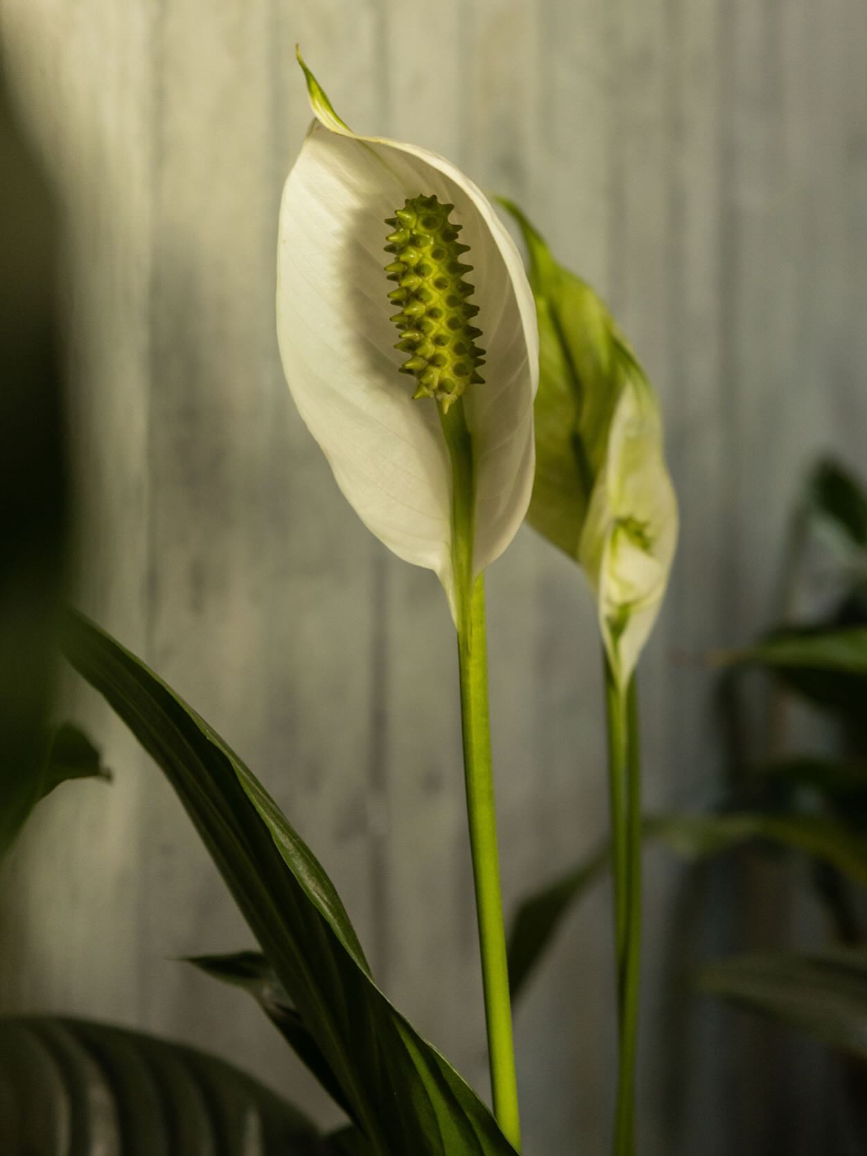 The luxury of space. The clarity of quiet