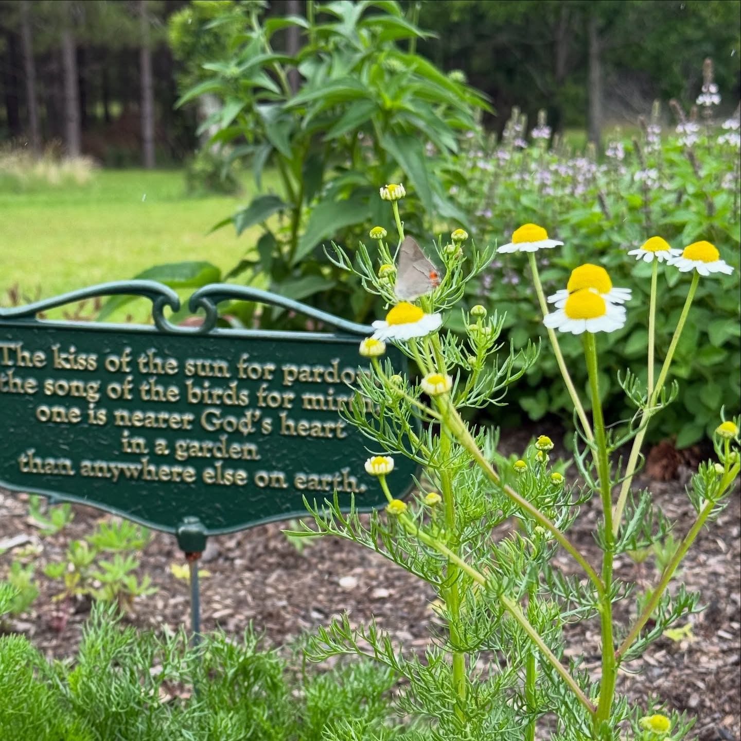 So excited to see my chamomile starting to bloom! The echinacea isn’t far behind! #herbgarden #herbal #christianherbalist