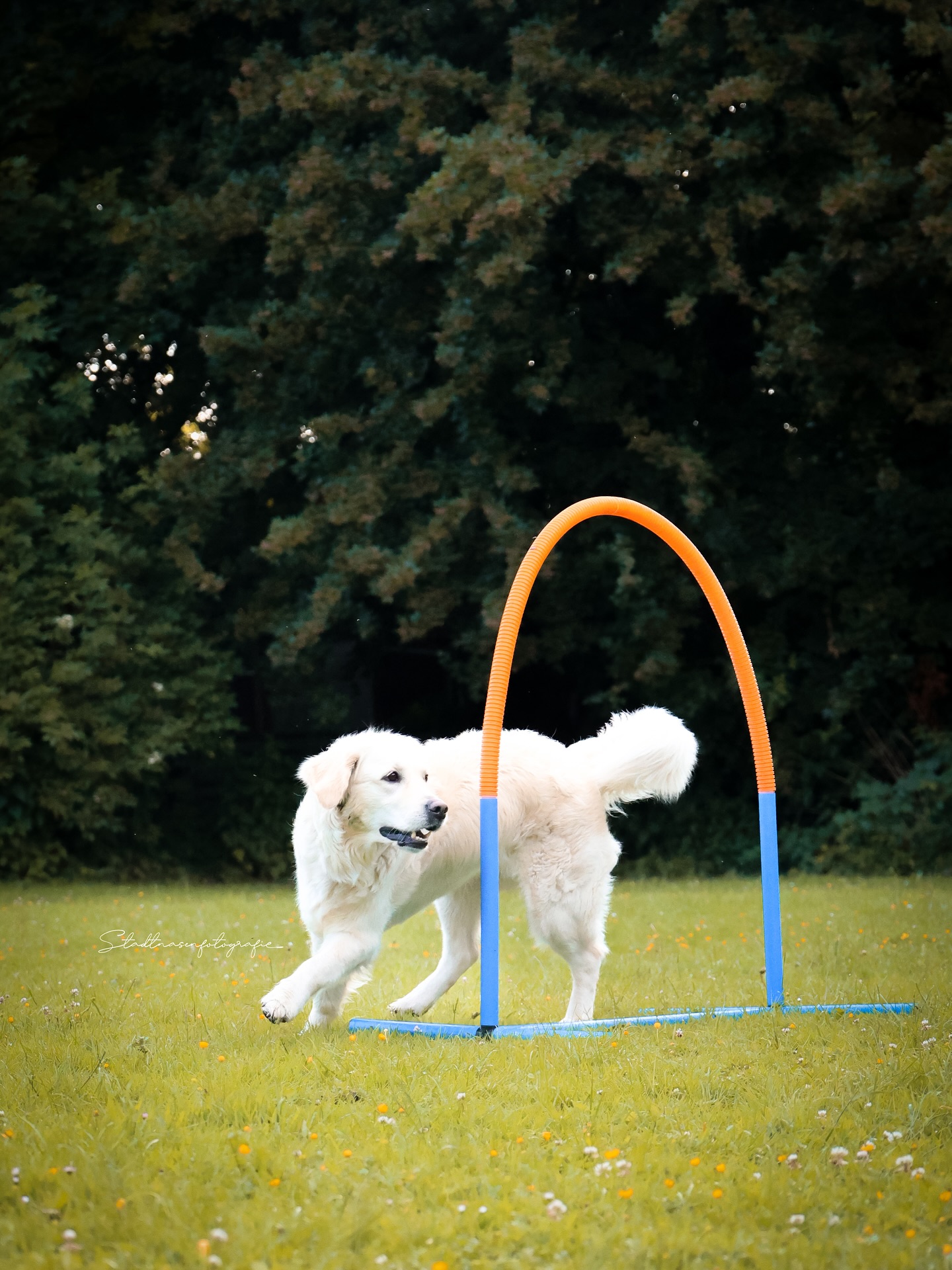 Die süße Frieda beim Hoopers 🥰
•
Hoopers ist eine tolle Sportart, bei der Hund und Halter viel über die Körpersprache kommunizieren und dabei ganz genau aufeinander achten müssen.
Hierbei gilt es als Mensch den Körper gezielt einzusetzen, um den Hund richtig durch den Parcours zu leiten.
Anders als beim Agility laufen die Hundeführer im späteren Trainingsverlauf nicht mehr in der Nähe des Hundes mit, sondern halten sich in einem kleinen Radius mittig des Parcours auf, wodurch das Thema Distanzarbeit neben der richtigen Kommunikation auch sehr wichtig wird.
•
Zwischen den Trainingsstunden lässt sich die Distanzarbeit wunderbar in den Alltag und in die Spaziergänge integrieren, sodass ihr neben dem Alltagstraining auch immer abwechslungsreiche und bindungsstärkende Übungen habt, die euch im nächsten Training mit Sicherheit schon weiter bringen.
Spaß und gemeinsame Erfolge bringt es auf jeden Fall!
•
Wenn auch Du Lust hast in die Welt des Hoopers einzutauchen, melde Dich gerne bei mir.
Wir können gerne einen ganz unverbindlichen Schnuppertermin vereinbaren ☺️
•
•
#hoopers #hoopersofig #dogsport #dogsports #dogtraininglife #dogtrainer #dogtraining #hundesport #hundetraining #hundetrainer #hundetrainingstipps #hund #hundeaufinstagram #hundefotos #hundefotografie #dogphoto #dogphotography #goldie #goldenretriever #goldenretrieverofinstagram