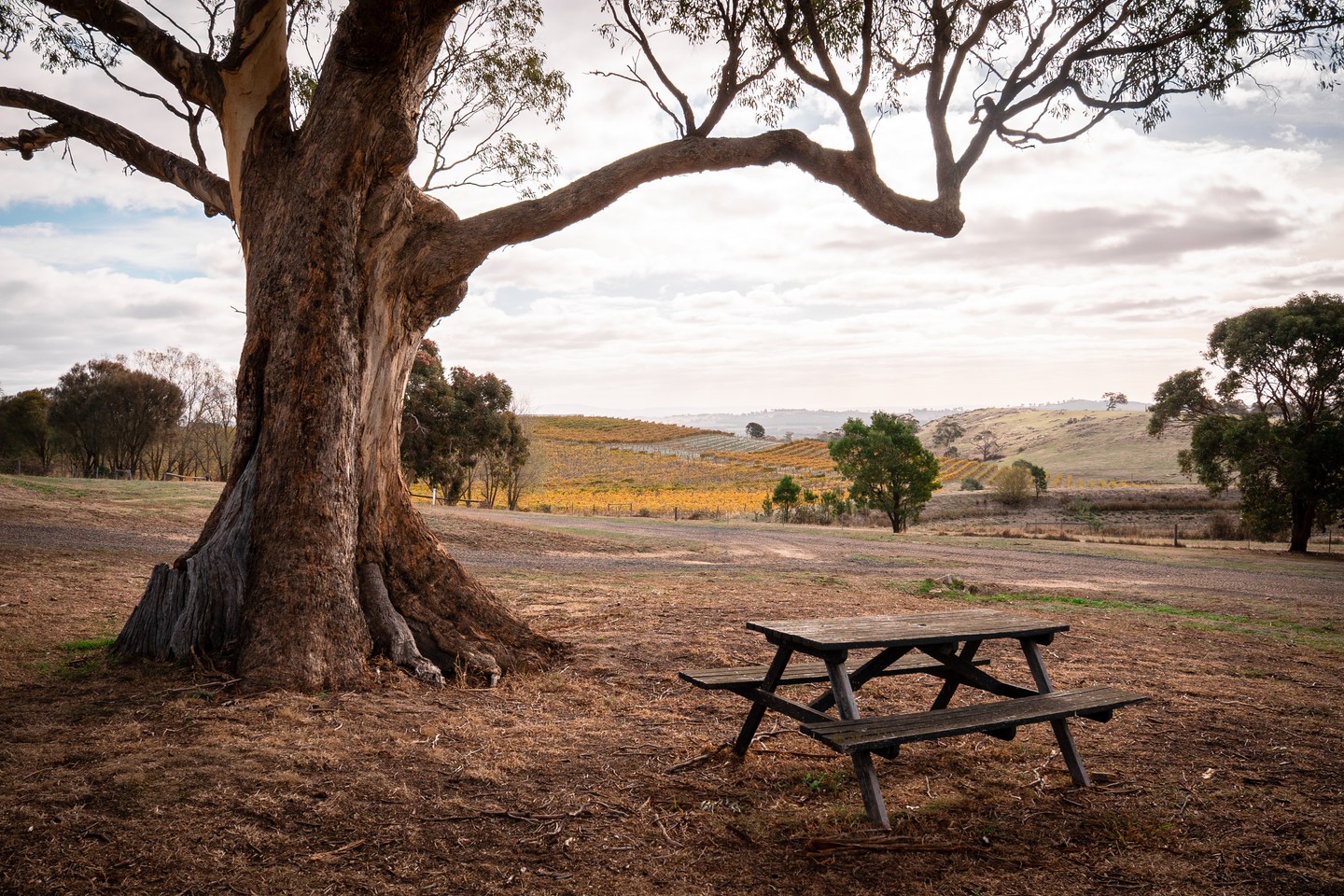The leaves may be gone, but the view is no less stunning. While the vineyard rests, the cellar door stays open to all—our team are on hand daily for tastings, chats, and to top up your cellar for the colder months.
.
.
.
.
.
#macedonrangeswine #visitmacedonranges #macedonrangesnaturallycool #visitvictoria #daylesfordmacedonrangestourism #daylesfordmacedonranges #daylesfordmacedonlife #lancefield #cobaw #explorevictoria #countryvictoria #macedonranges #granitehills #granitehillswinery #victorianwine #wineaustralia #macedonrangeswinery
