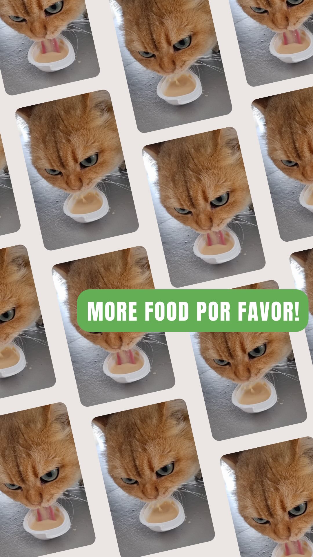 Can you see the way I’m looking at you? More food asap. Now! 😼