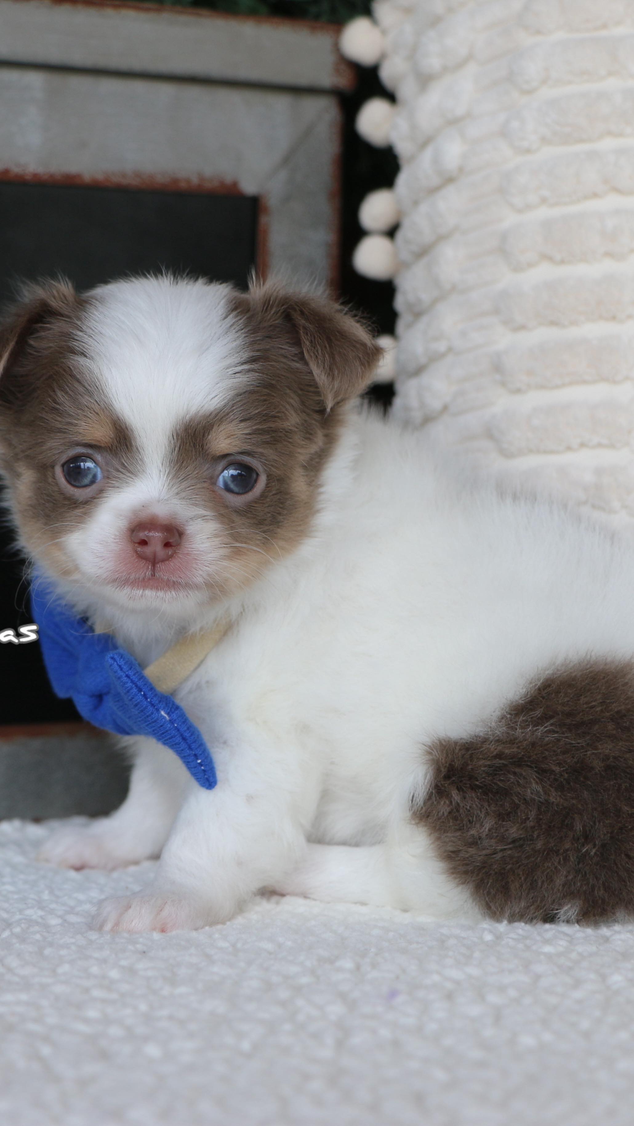 Chihuahua💙 #chihuahua #fyp #fuzzy #puppy #trending #chihuhauasofinstagram #available