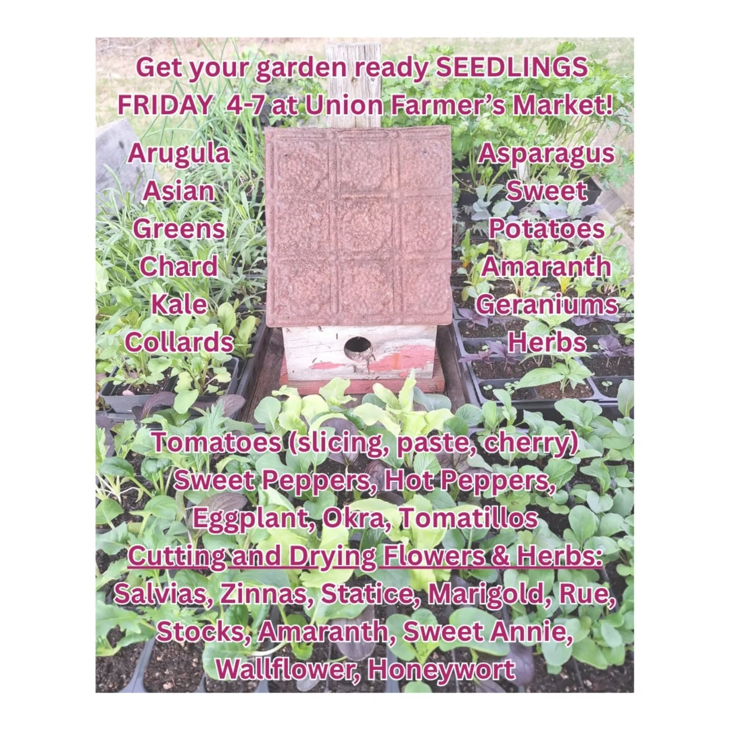 Find a small forest of seedlings all ready to grow in your garden @newunionfarmersmarket starting this Friday, 4-7! 🌱 Don't worry -- the squash, cuke, melon, and sunflower seedlings will follow in the next week or two as they size up. Nanimal Farm will also offer these seedlings monthly @pumpkinvinefamilyfarm -- next market June 15th!
.
.
.
.
. #sustainablefarming #growyourownfood #conservationlandscape #mainefarmersmarkets #unionfarmersmarketme #unionmaine #midcoastmaine #sustainablygrown #smallbusinessmaine