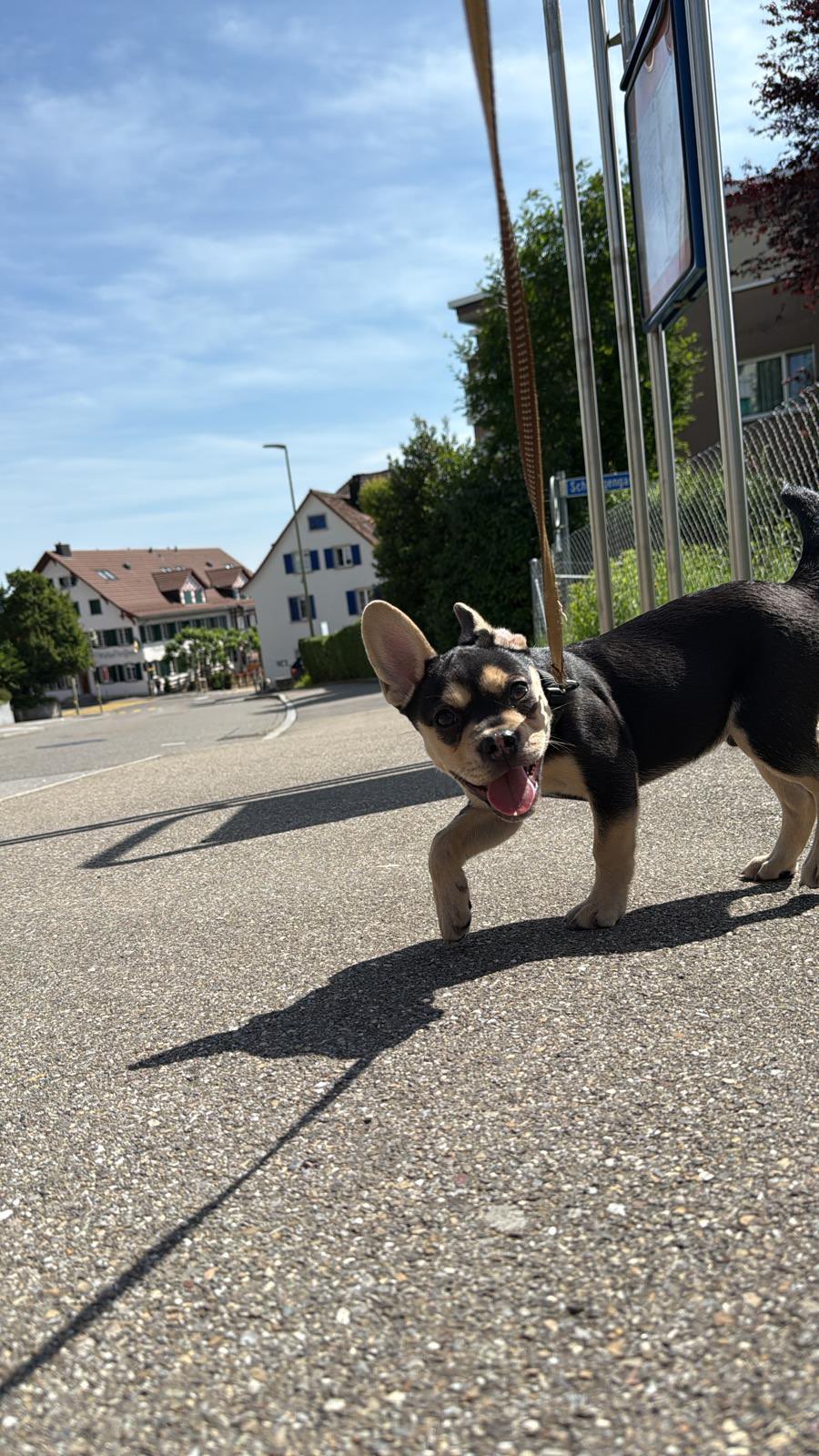 Messi – der Fussballer auf vier Pfoten! 🥰
Wunderschöner #Nachzuchtrüde in der Farbe black tan. 🖤
Schaut mal, wie süss er ist! 😍 Wir sind total gespannt, wie er mal aussehen wird, wenn er gross ist.
Bis jetzt macht er alles vorbildlich – sagt jedenfalls seine Hundemama! 😃
Autofahren? Für Messi überhaupt kein Problem. Egal wie laut das Auto ist – er chillt einfach und schläft tief und fest. Nichts bringt ihn aus der Ruhe. 💤
Auch die Hundetrainerin ist total begeistert und lobt ihn in den höchsten Tönen. Man merke sofort: Messi wurde von Anfang an richtig gut sozialisiert. Seine Zucht habe einen guten Job geleistet – und das macht uns wirklich stolz! 🥹
#AlphaBully #sportlichebulldogge #französischebulldoggen #bulldoggswithnoses #bullymitnase #healthyfrenchie #frenchiesofinstagram #sportlichefrenchies #nasenbär #retrofrenchie #französischebulldogge #französischebulldoggedeutschland #französischebulldoggeschweiz #bullysmitnase #frenchiebreeder #bulldoggezüchter