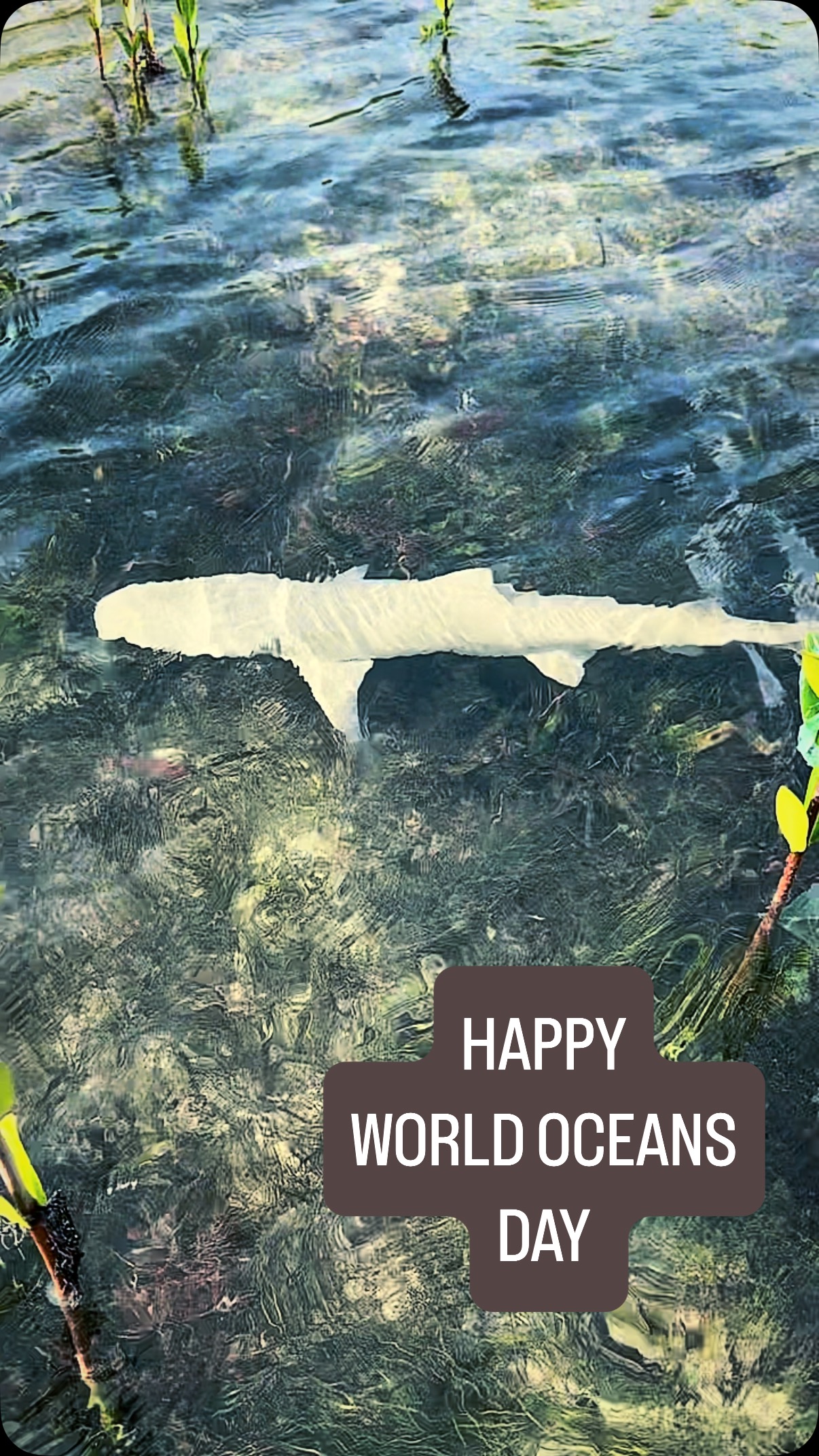 CELEBRATE Don’t TRASH OUR OCEANS - we shouldn’t need a day to celebrate our oceans - Our lives and the amazing creatures that live beneath the waves depend on the health of our oceans - @sharkeducation #worldoceanday #travel #ocean #oceans #bimini #babyshark #lemon #lemonshark #lemonsharks